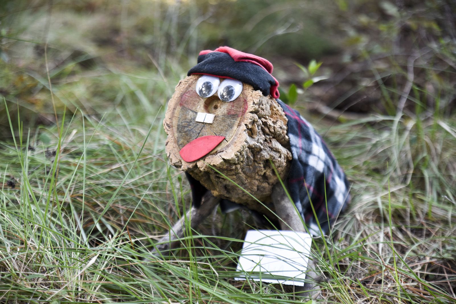 Cacera de tions al bosc de Volpelleres. Foto: Bernat Millet.