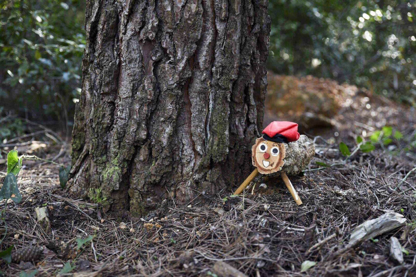 Cacera de tions al bosc de Volpelleres. Foto: Bernat Millet.