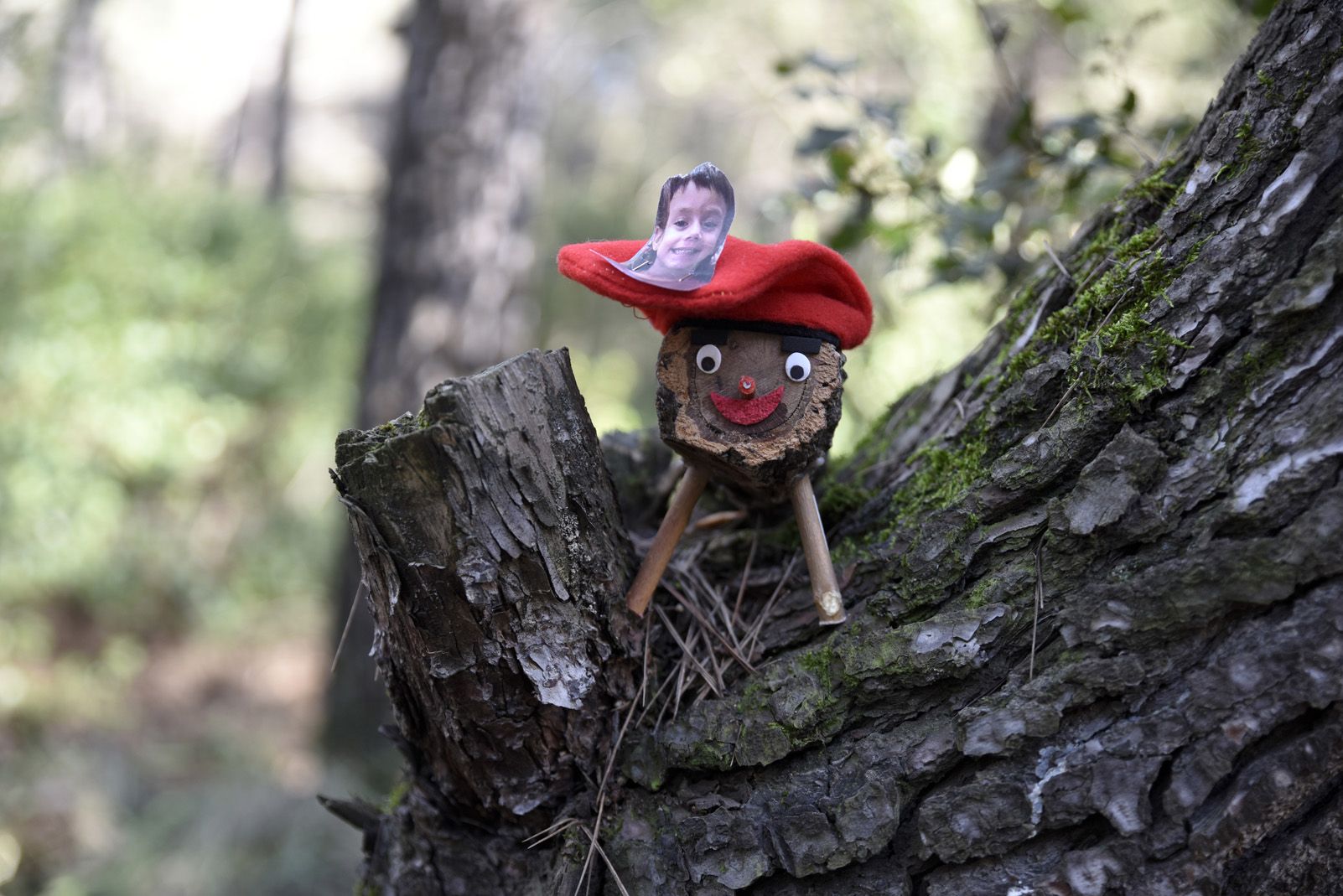 Cacera de tions al bosc de Volpelleres. Foto: Bernat Millet.