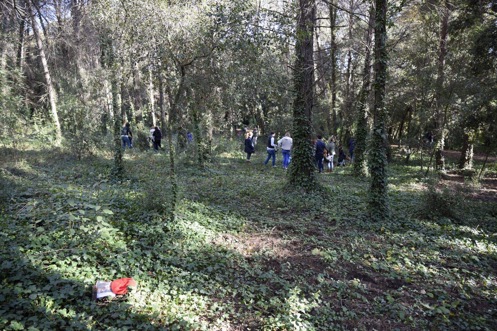 Cacera de tions al bosc de Volpelleres. Foto: Bernat Millet.