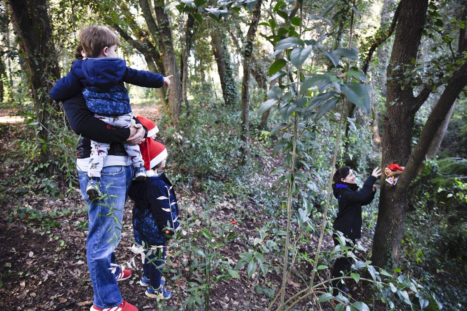 Cacera de tions al bosc de Volpelleres. Foto: Bernat Millet.