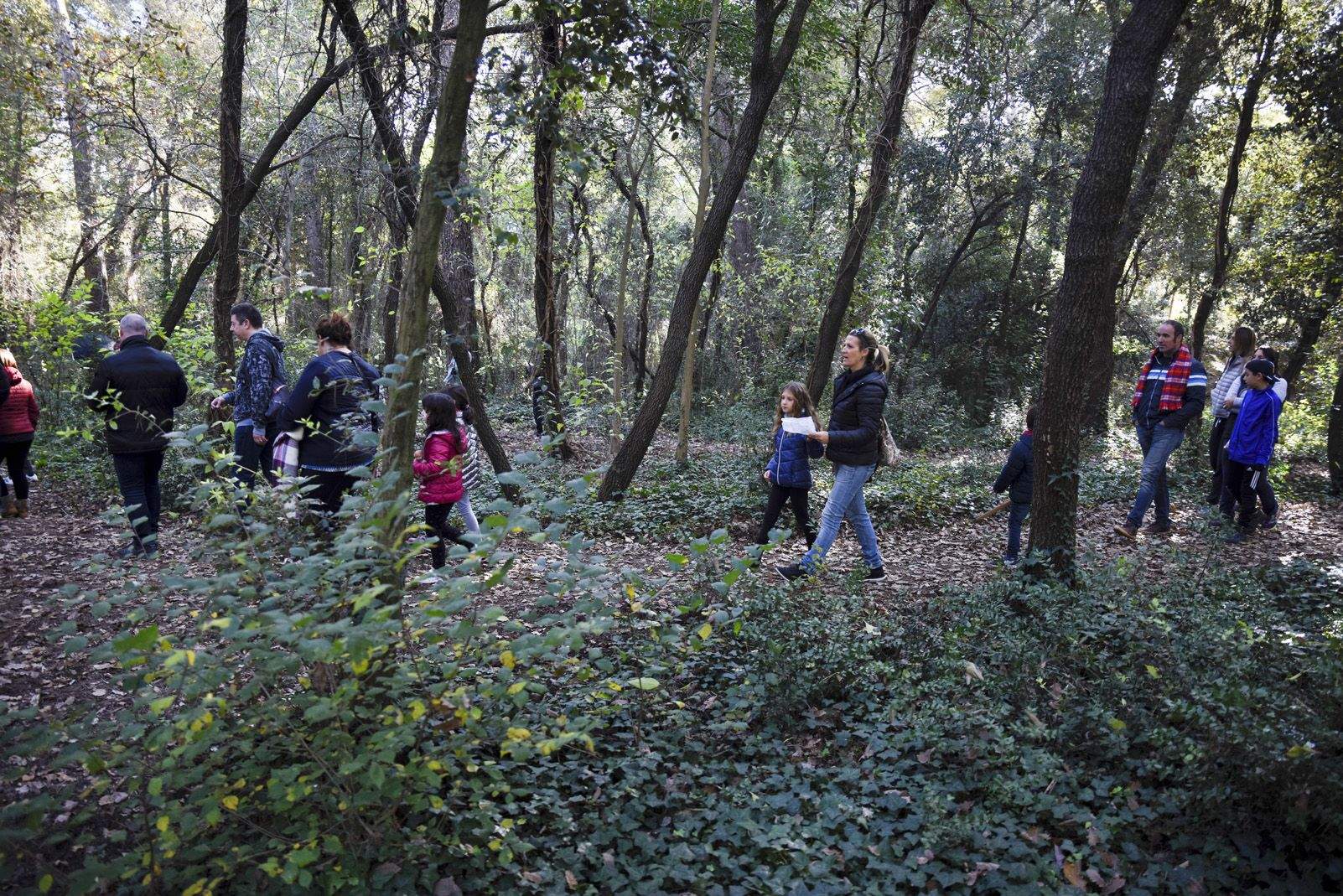 Cacera de tions al bosc de Volpelleres. Foto: Bernat Millet.