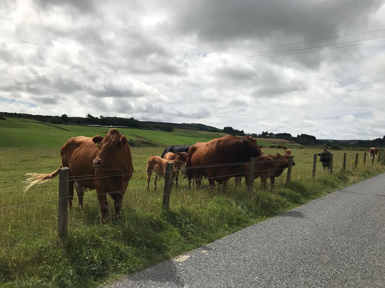 carlos rivilla lopez "Natura"