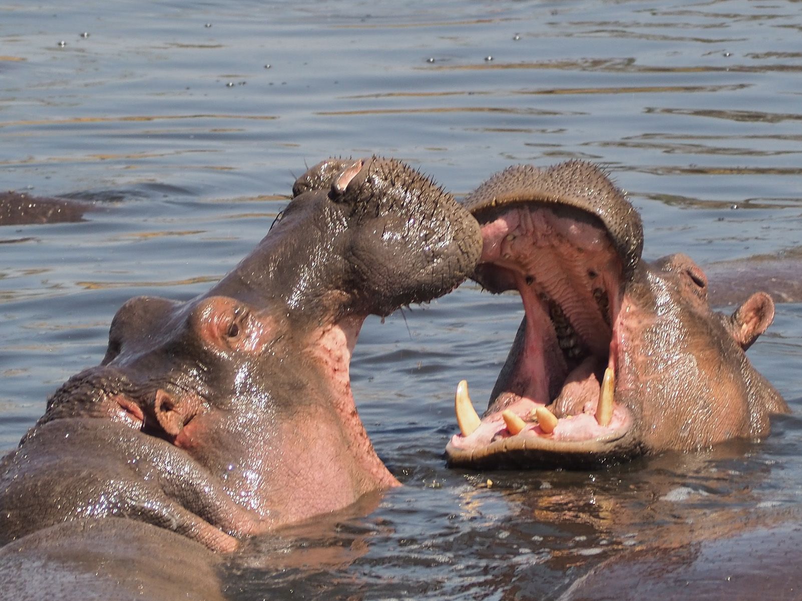 Dani Fernández "Hippo pool"