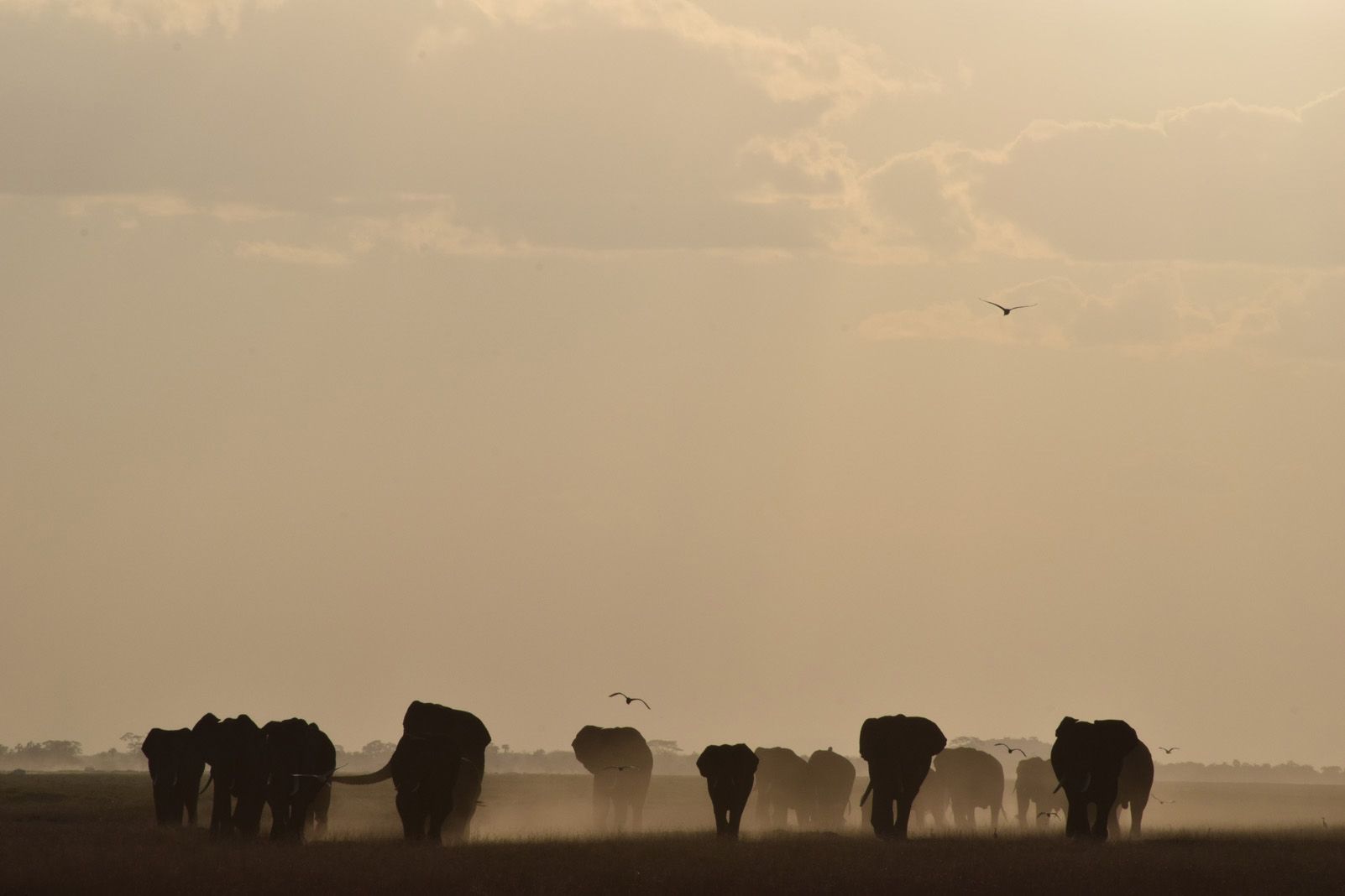David Moral Curcó "Marxa serena"