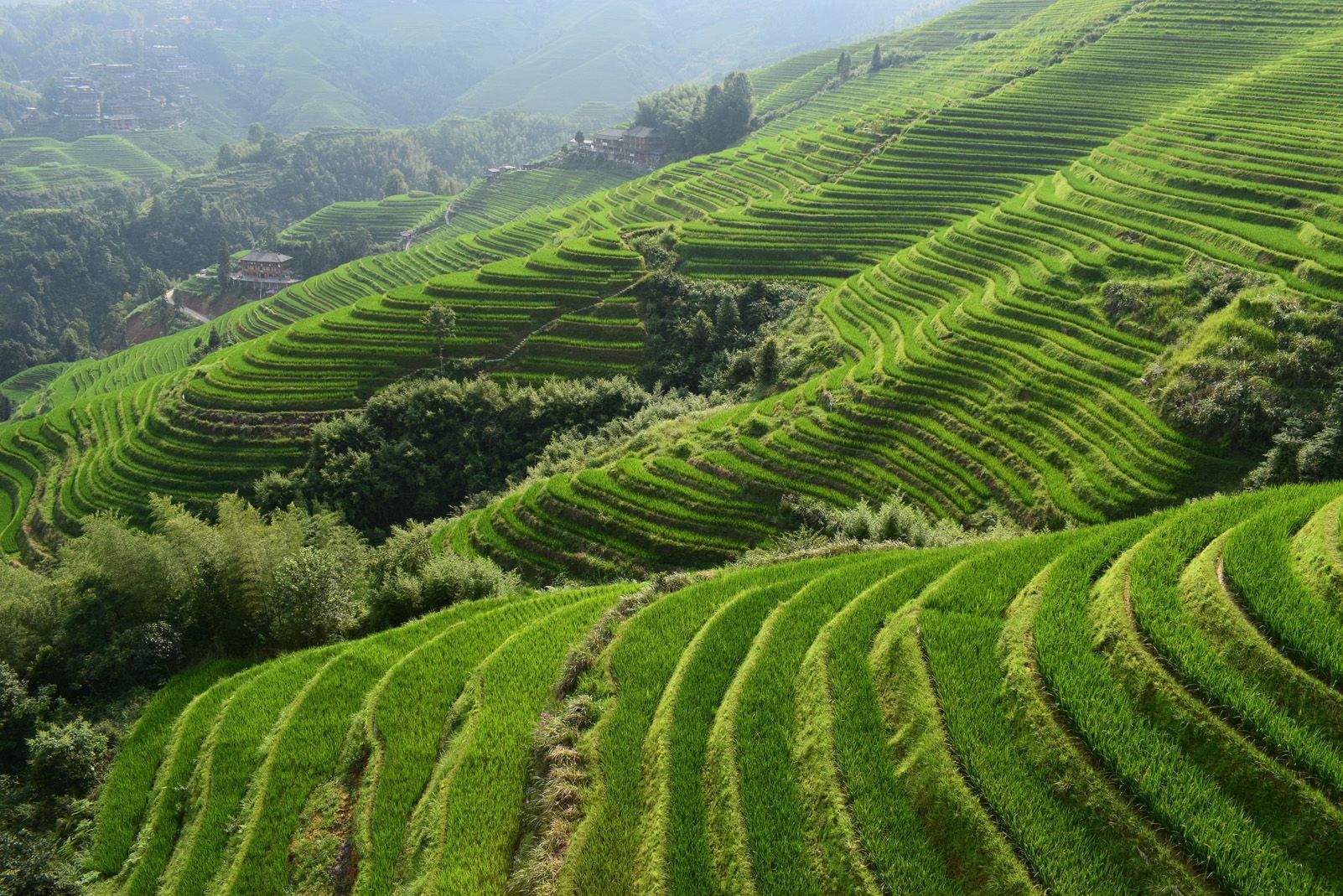 Dídac Peña Pérez "Paissatge sensual"