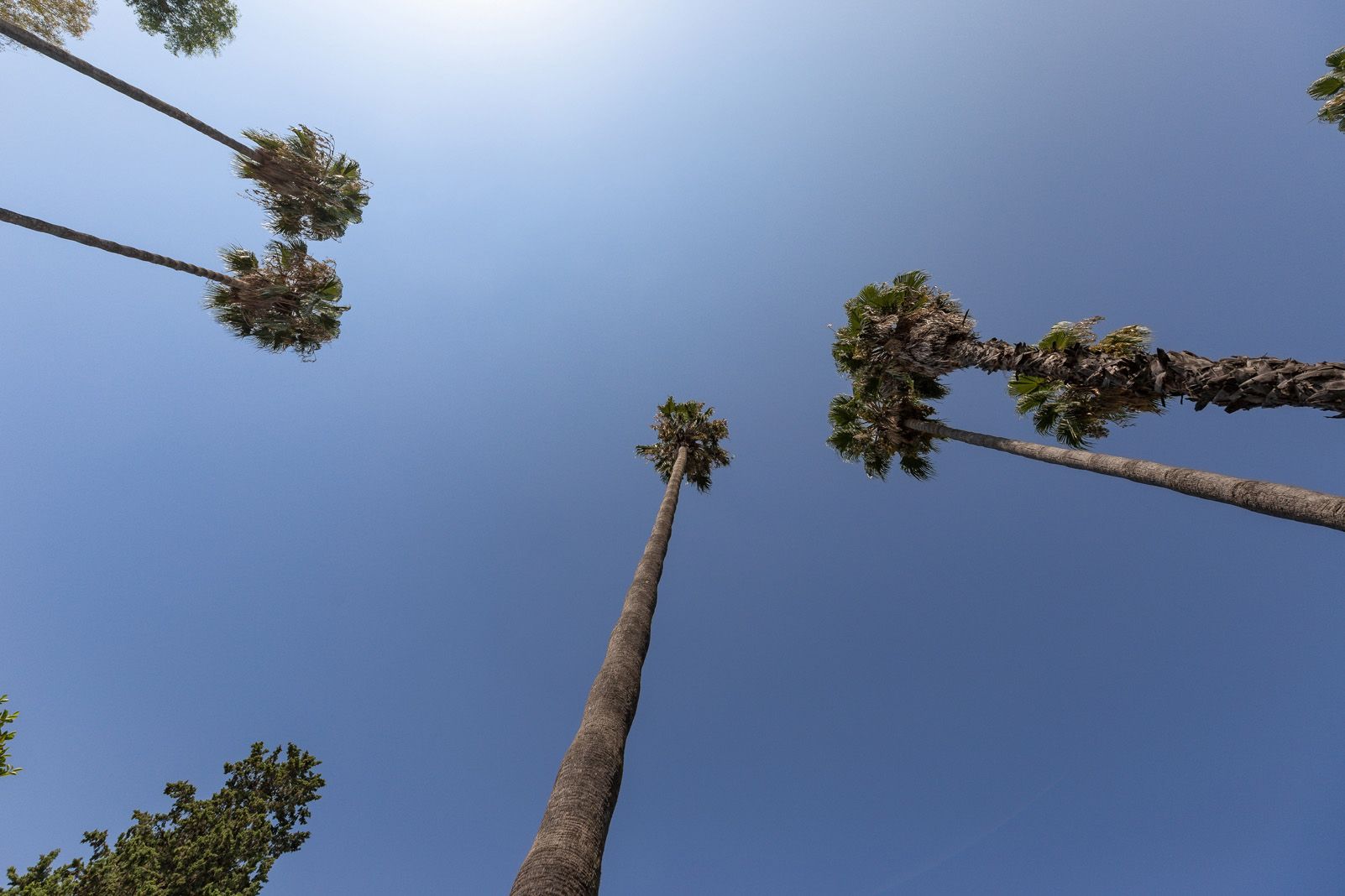 Eduard Modrego Francesch "Els llàpis de color blau"