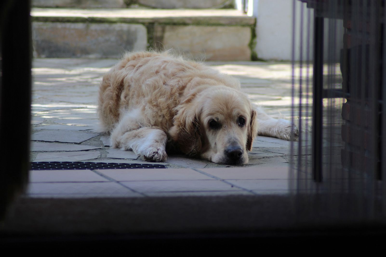 Fèlix Baldrich Guillén "La Sue a la fresca"