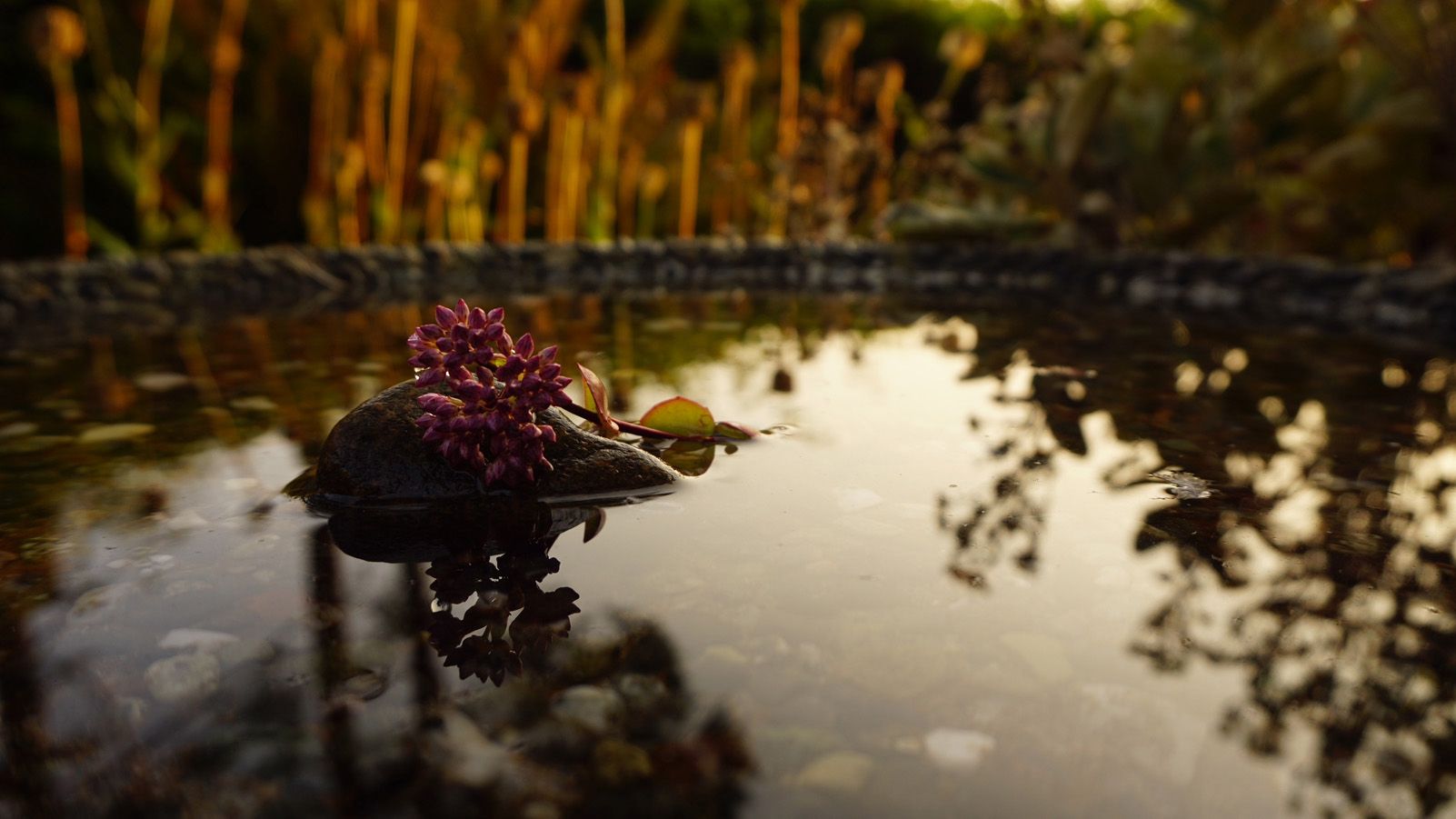 Fiona Donovan Navarro "Summer flower"