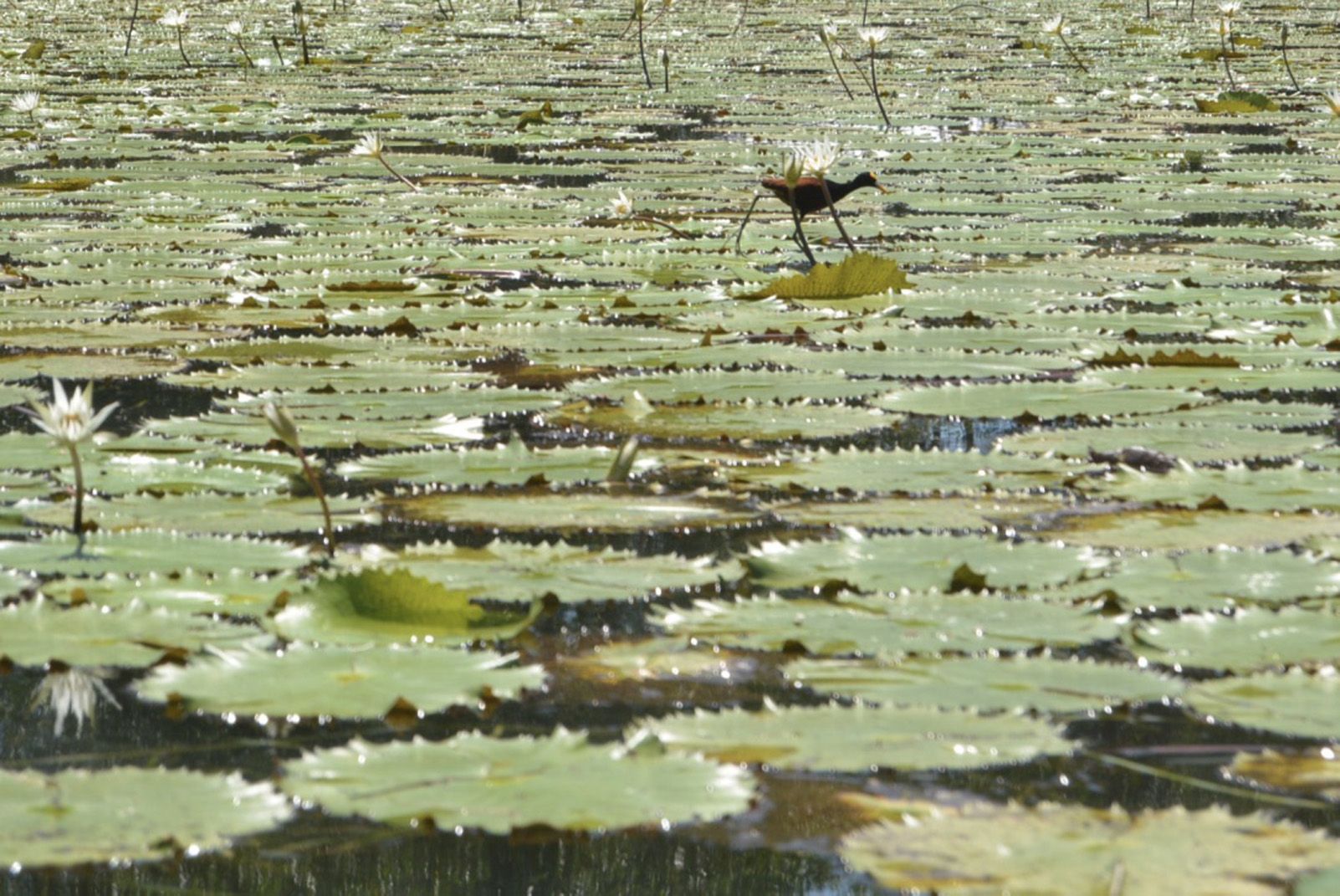 Irene Boronat "Garsa sobre nenúfars"