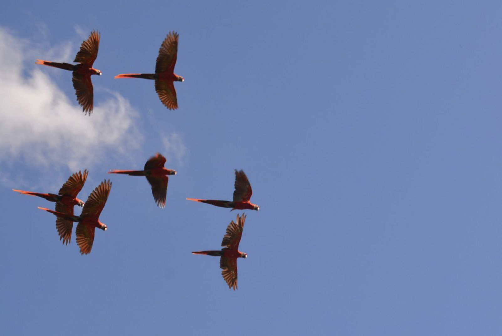 Irene Boronat "Les vacances han volat, com els guacamais de Copan!"