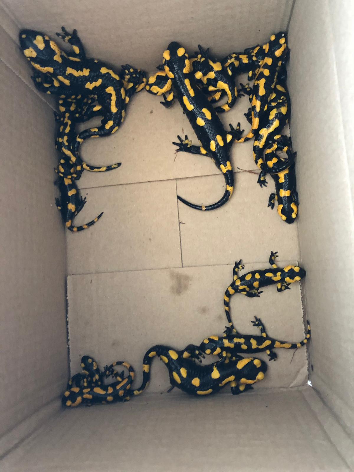 Les salamandres trobades. FOTO: Cedida