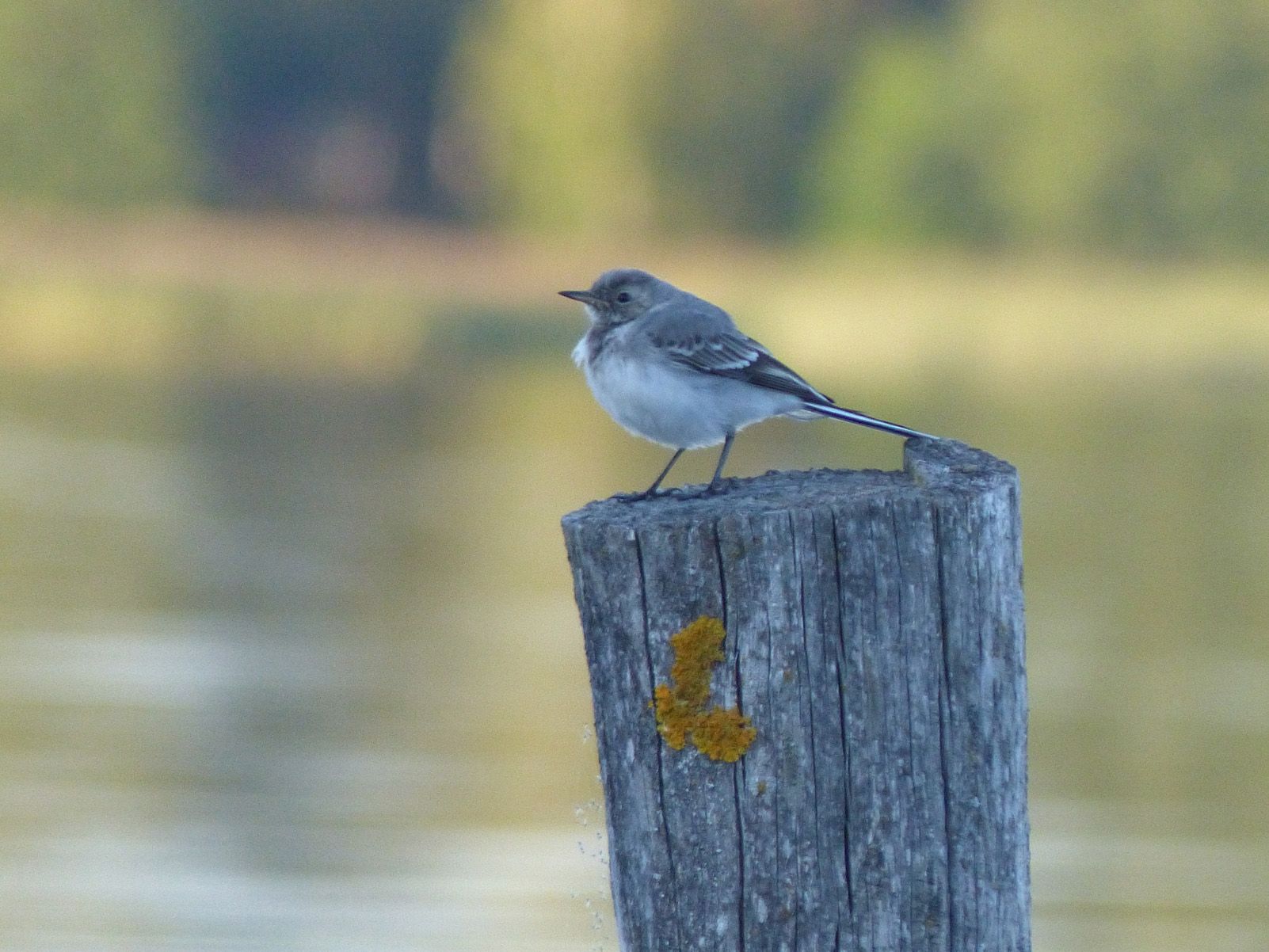 Jan Galí Pardo "la cuereta blanca"