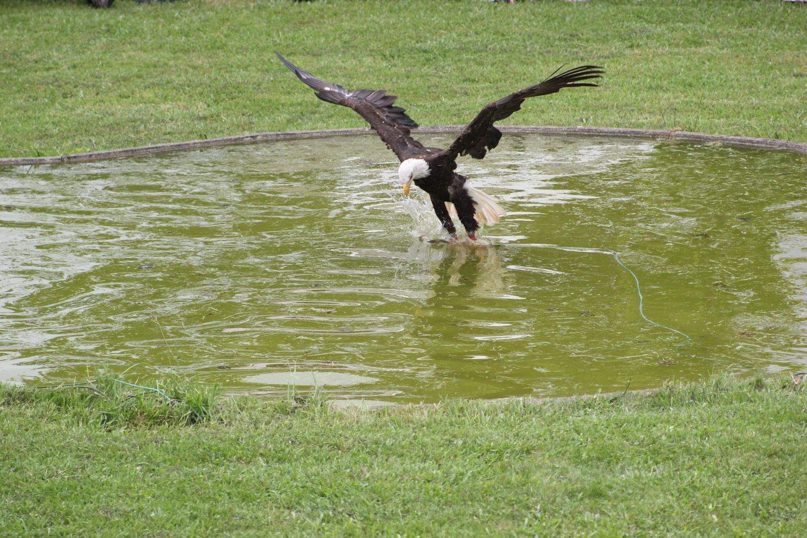 Javier Latre Méndez "El vol del Aguila Calva"