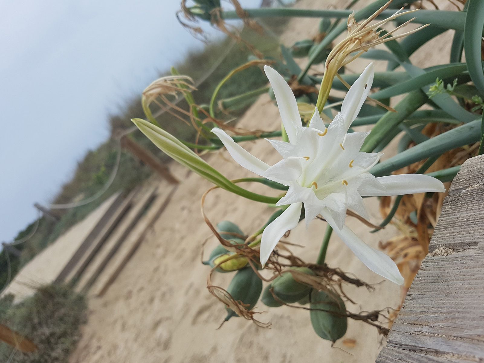 Joan Carles de Blas Salvador "Estiu 2018 2"