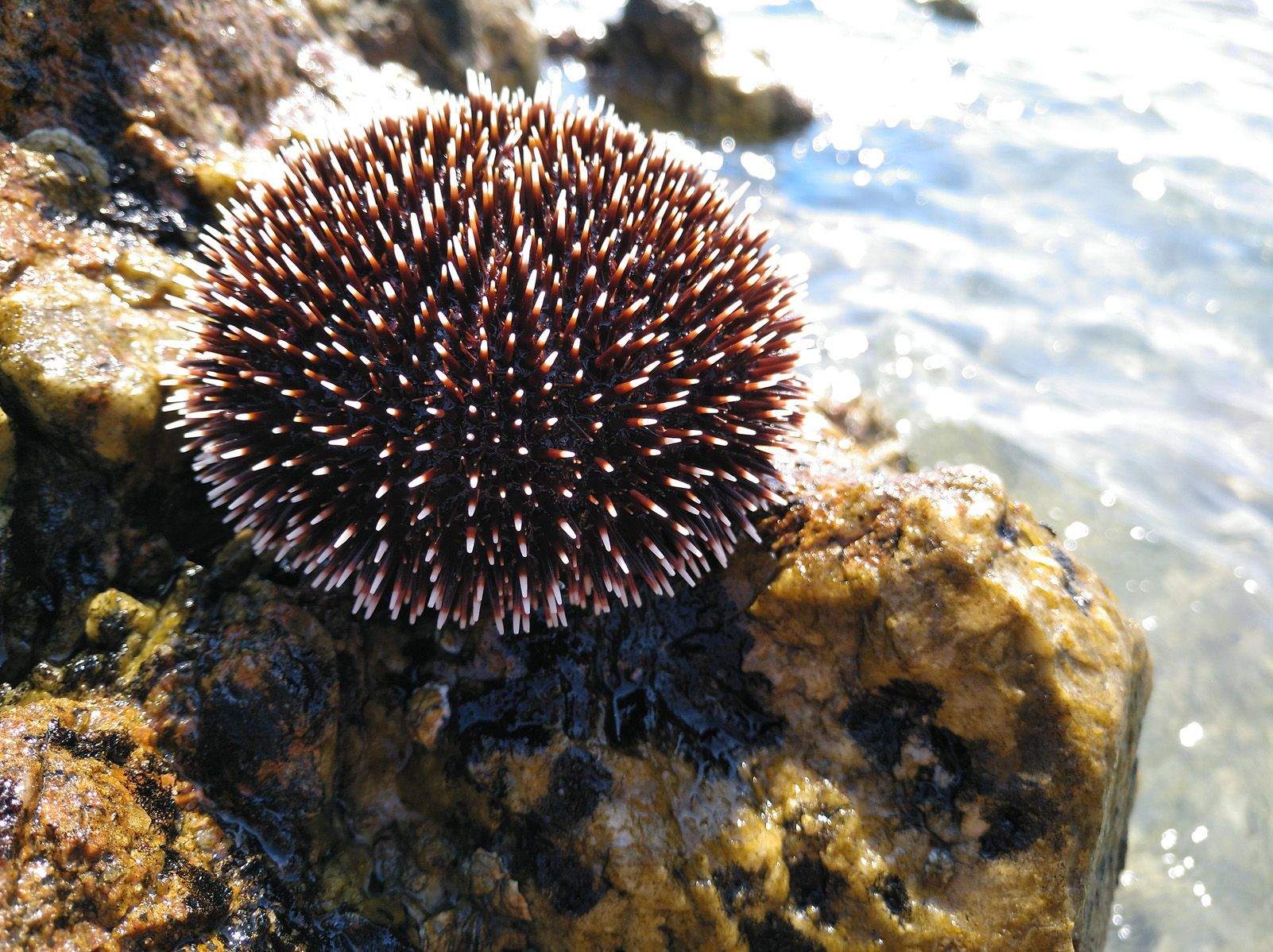 Júlia Garrell "Cuirassa espinosa"