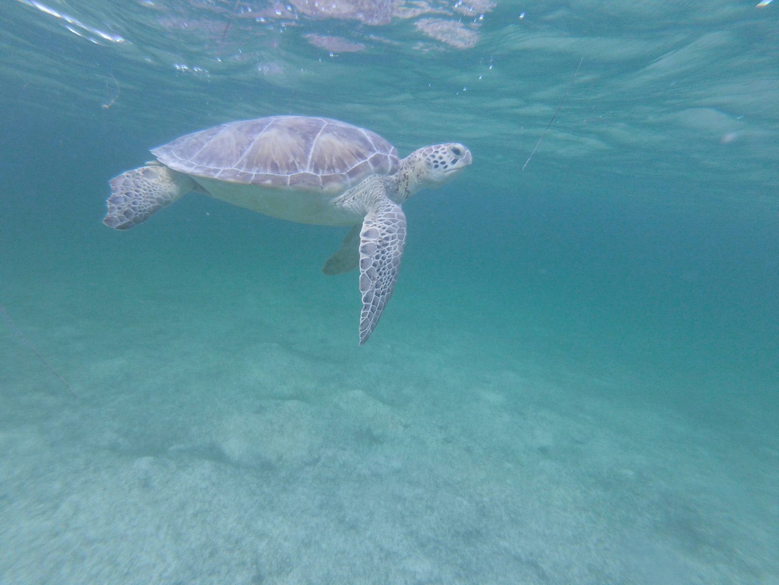 Laura Arnal Martinez "Transparència"