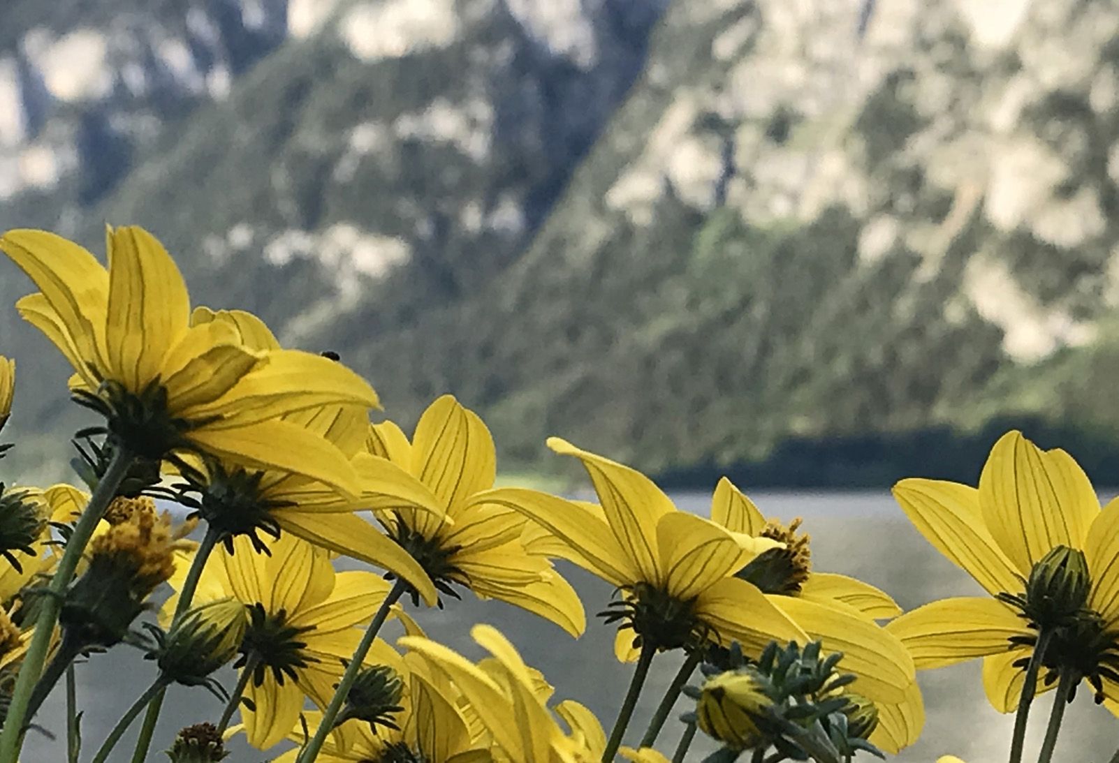 Lluïsa Palacio Alonso "Groc"