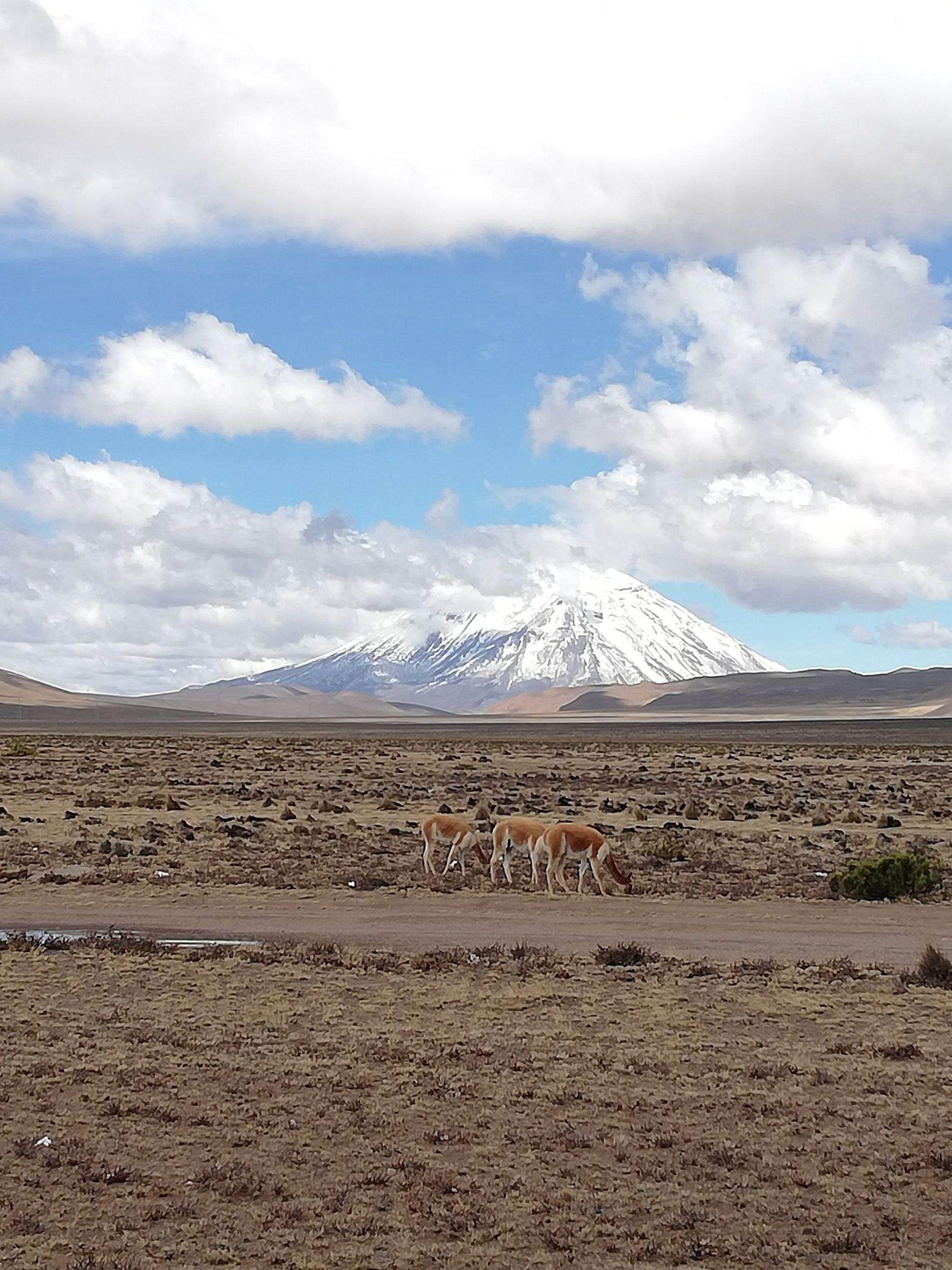 Marc Fité Grau "Les vicunyes del volcà Misti"