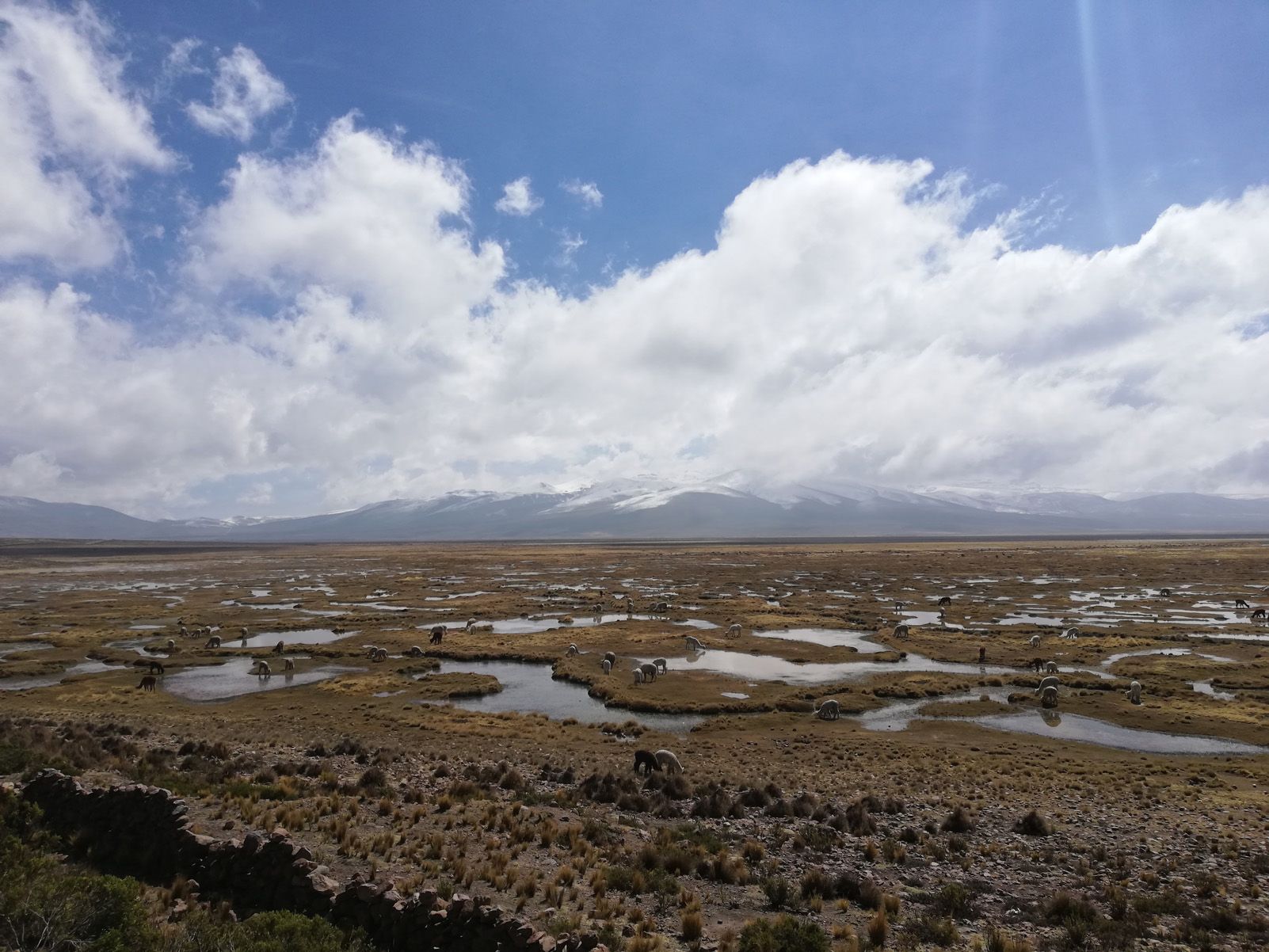Marc Fité Grau "Tundra peruana"