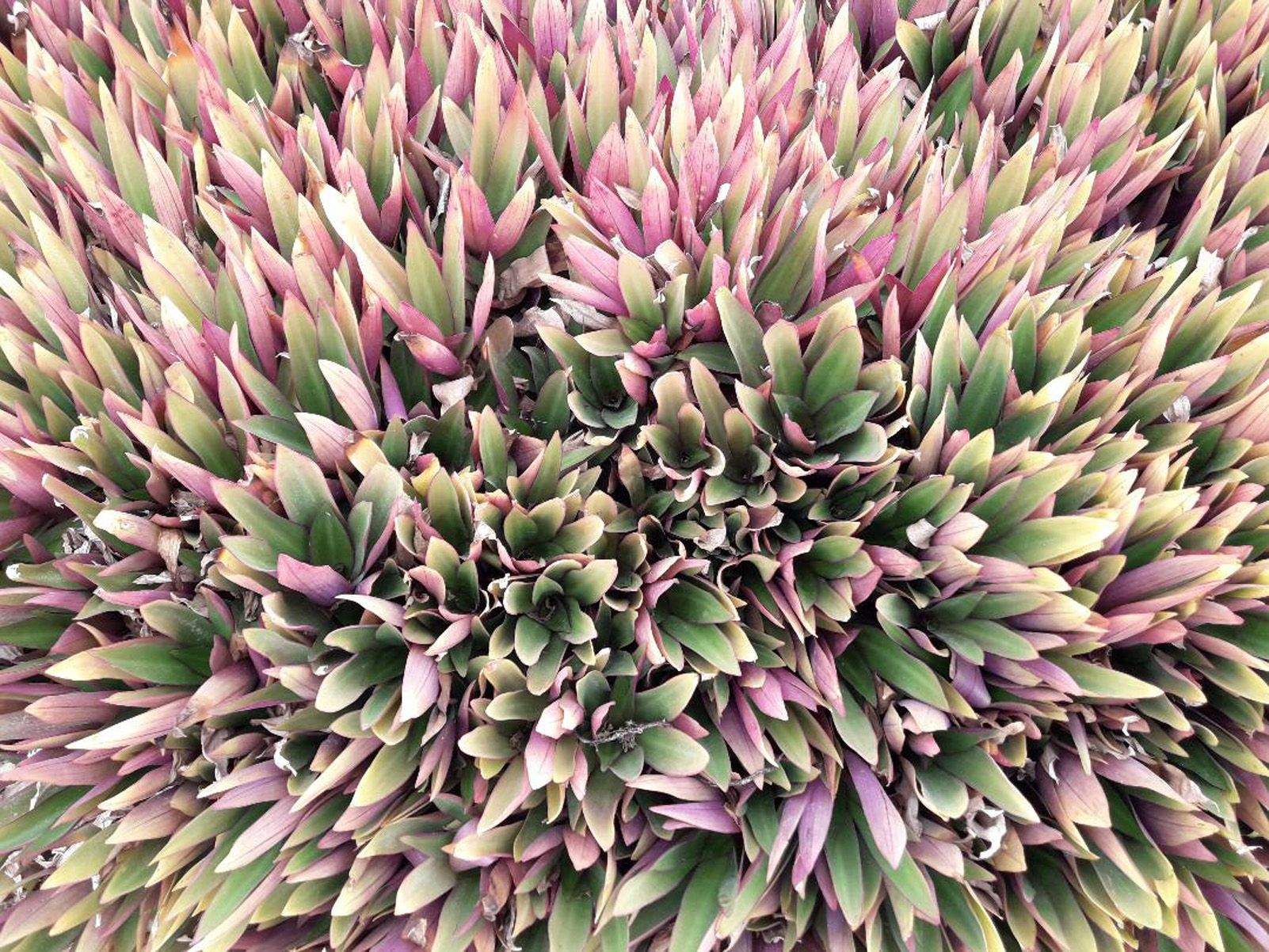 Marco Vega Galindo "Lila versus Verde"