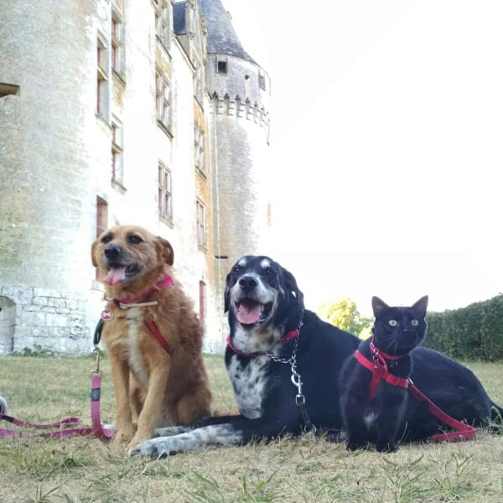 MARINA TESTA PEREZ "ELS RODAMONS"