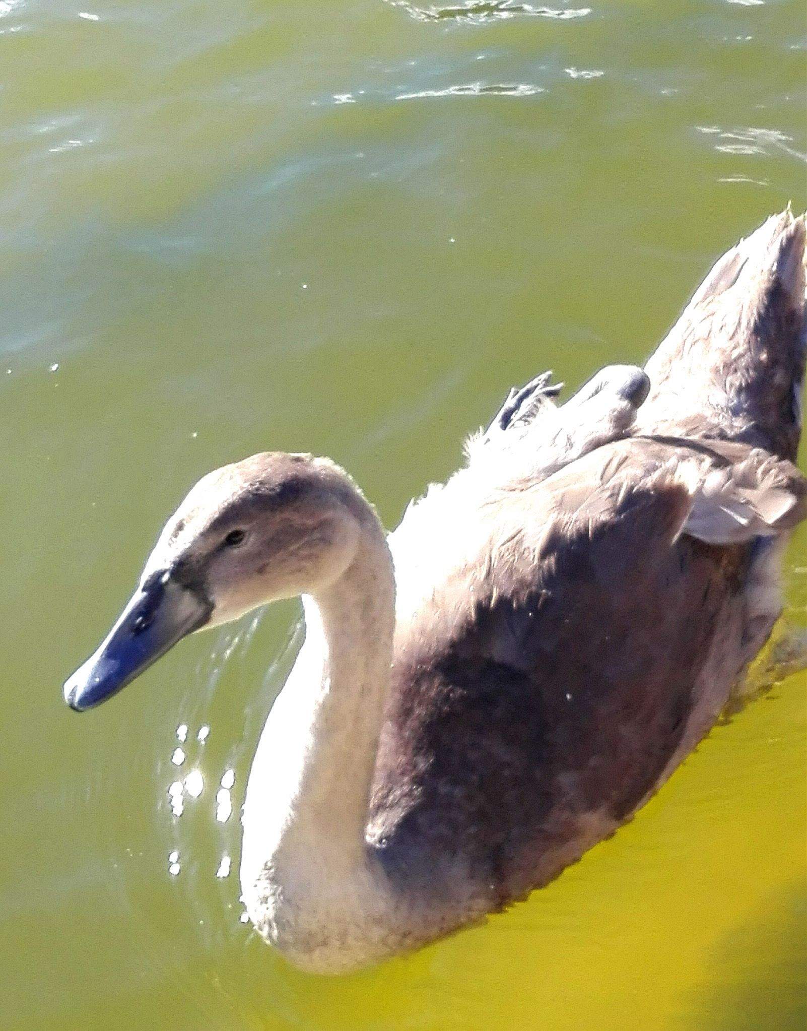 Marta Motger Mallol "Cigne"