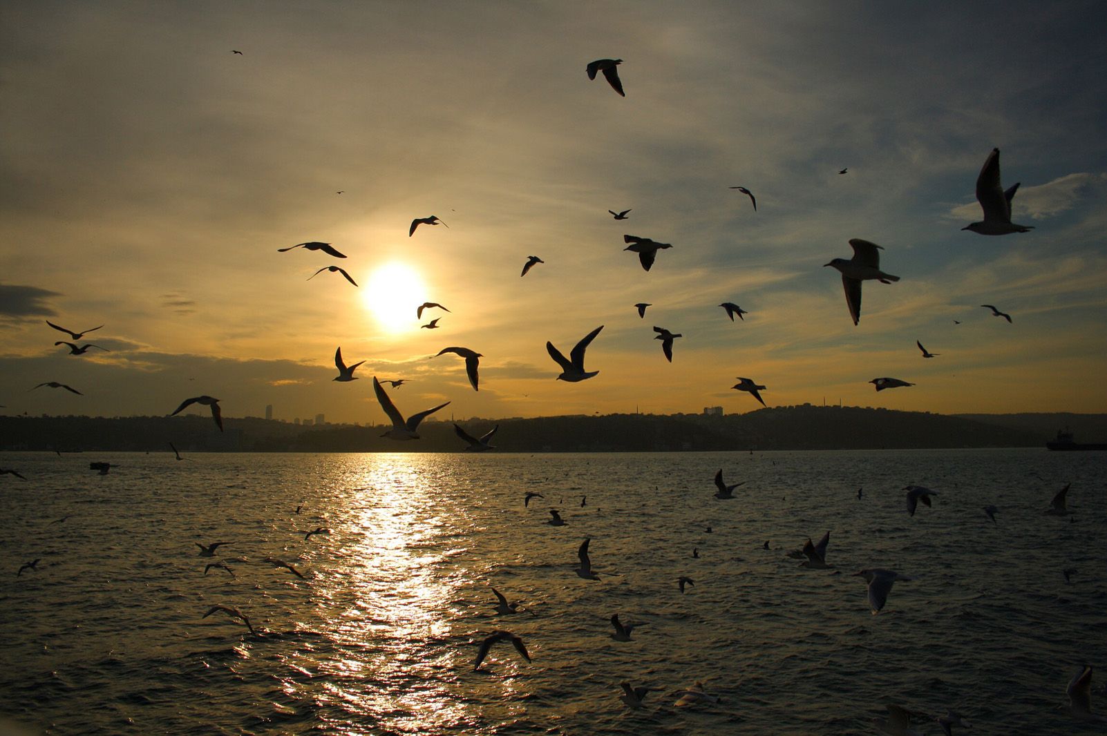 Martí Romaní Capdevila "Els ocells també gaudeixen la posta de sol"