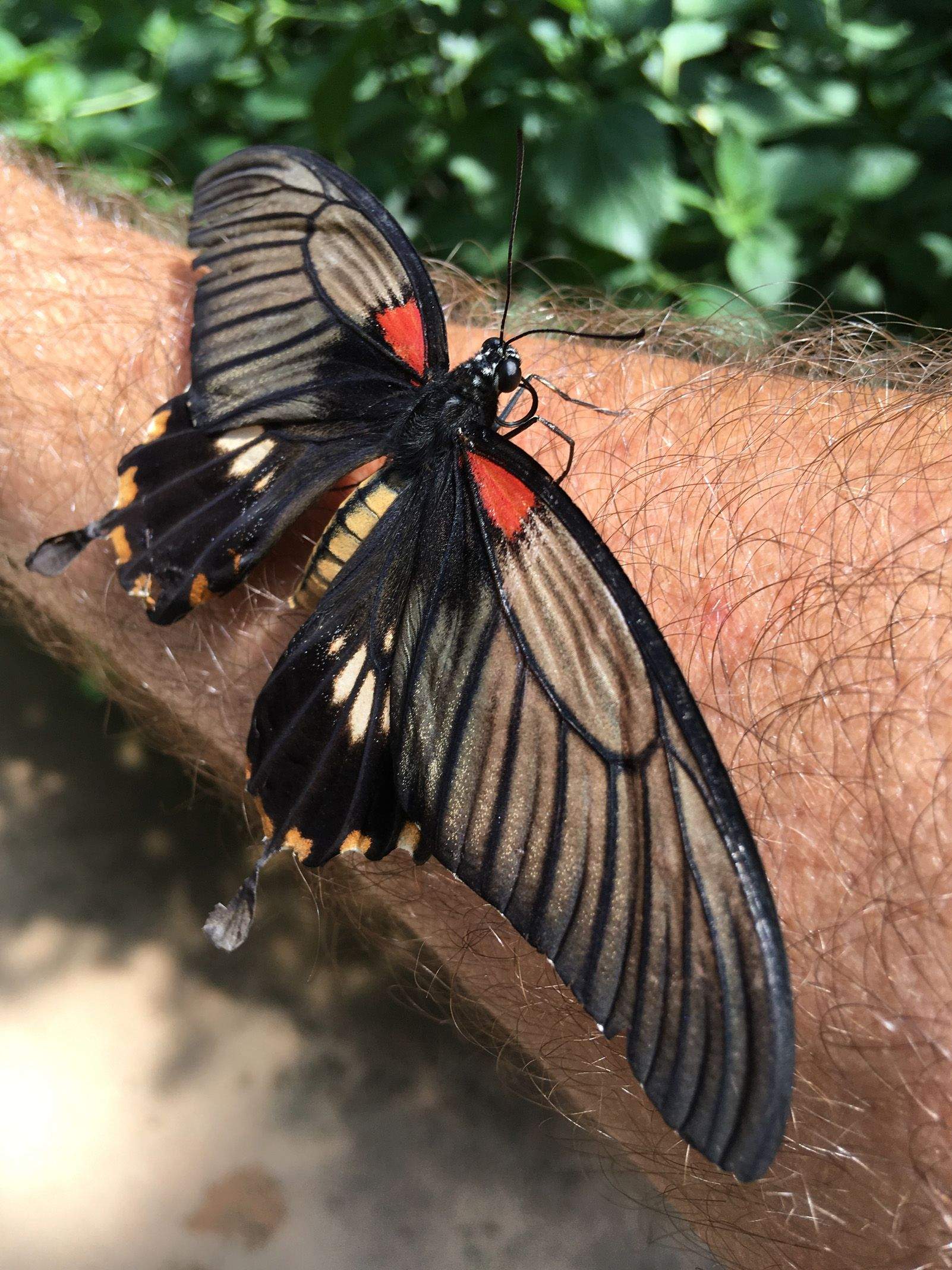Miguel Ángel López Santiago "Black & Red Butterfly"