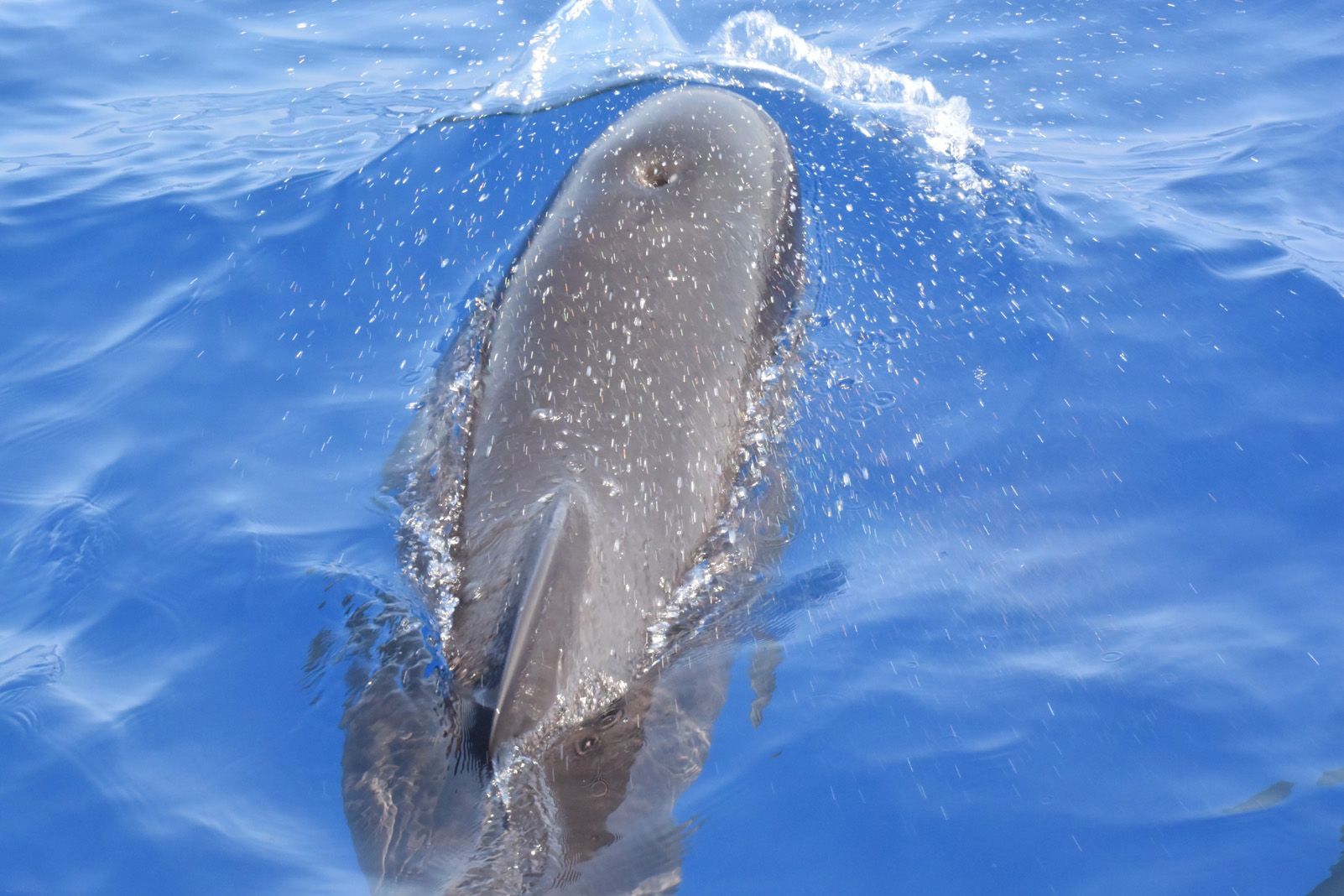 Miquel Delclos i Saló "Cap d'olla"