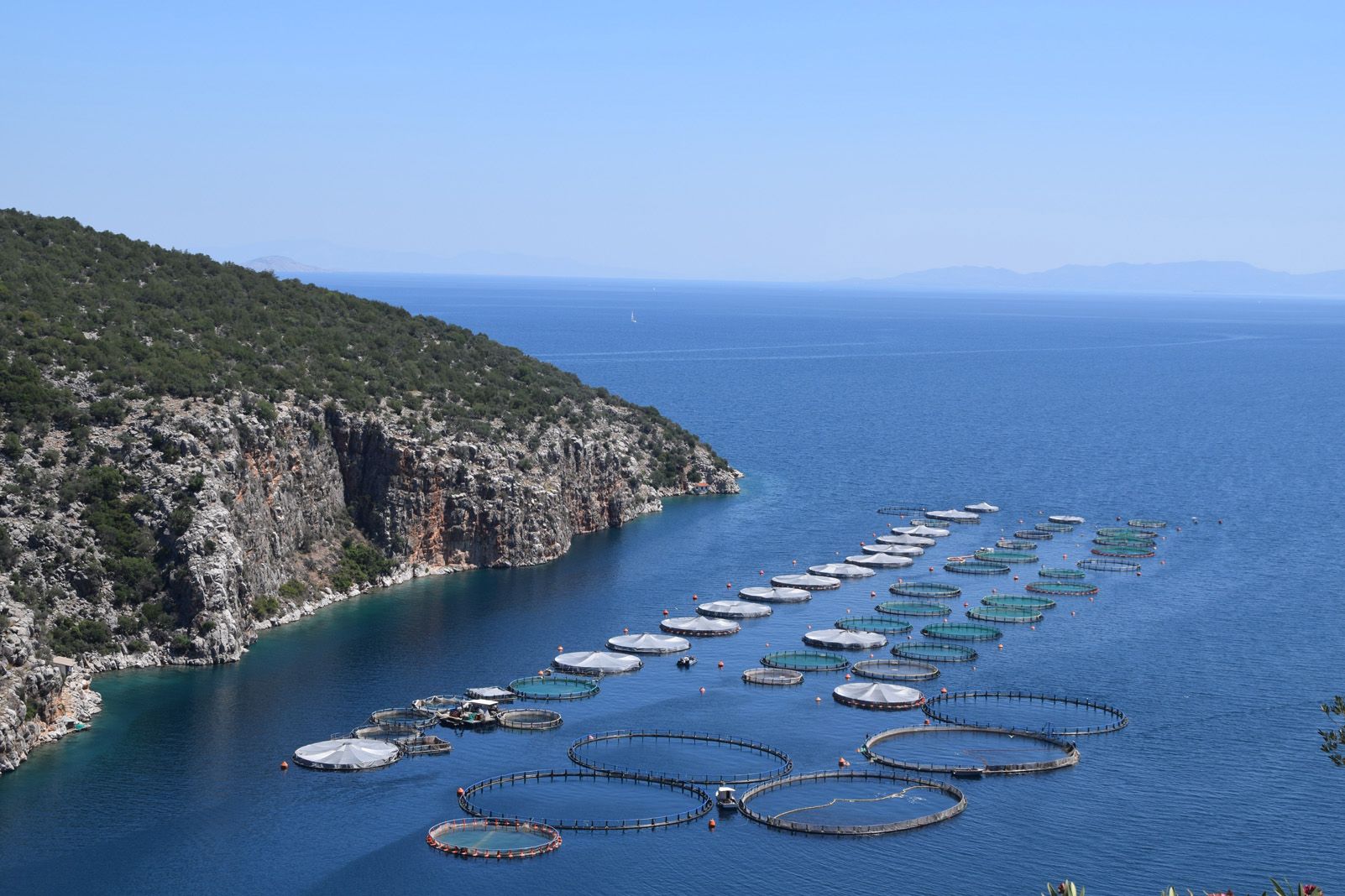 Miriam Royo Busquets "Què hi fan al mar"