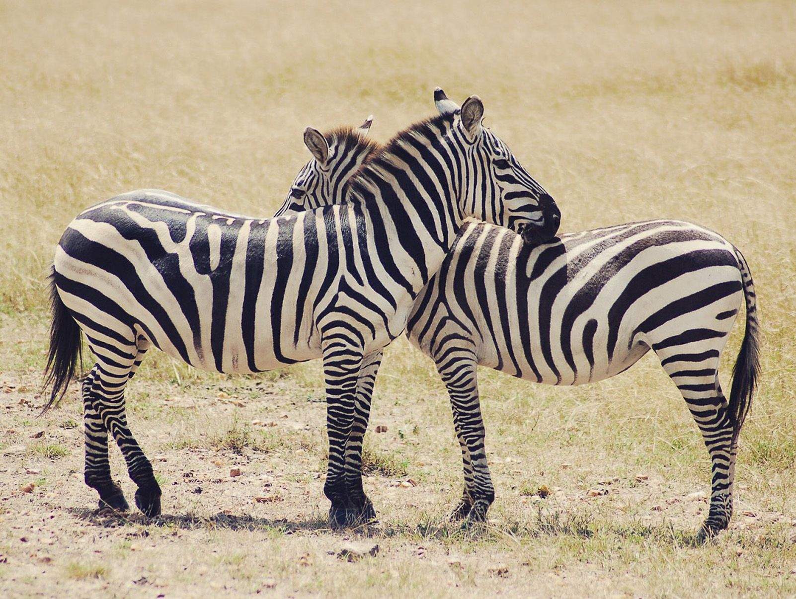 Mónica Asenjo Romero "Descanso perfecto"