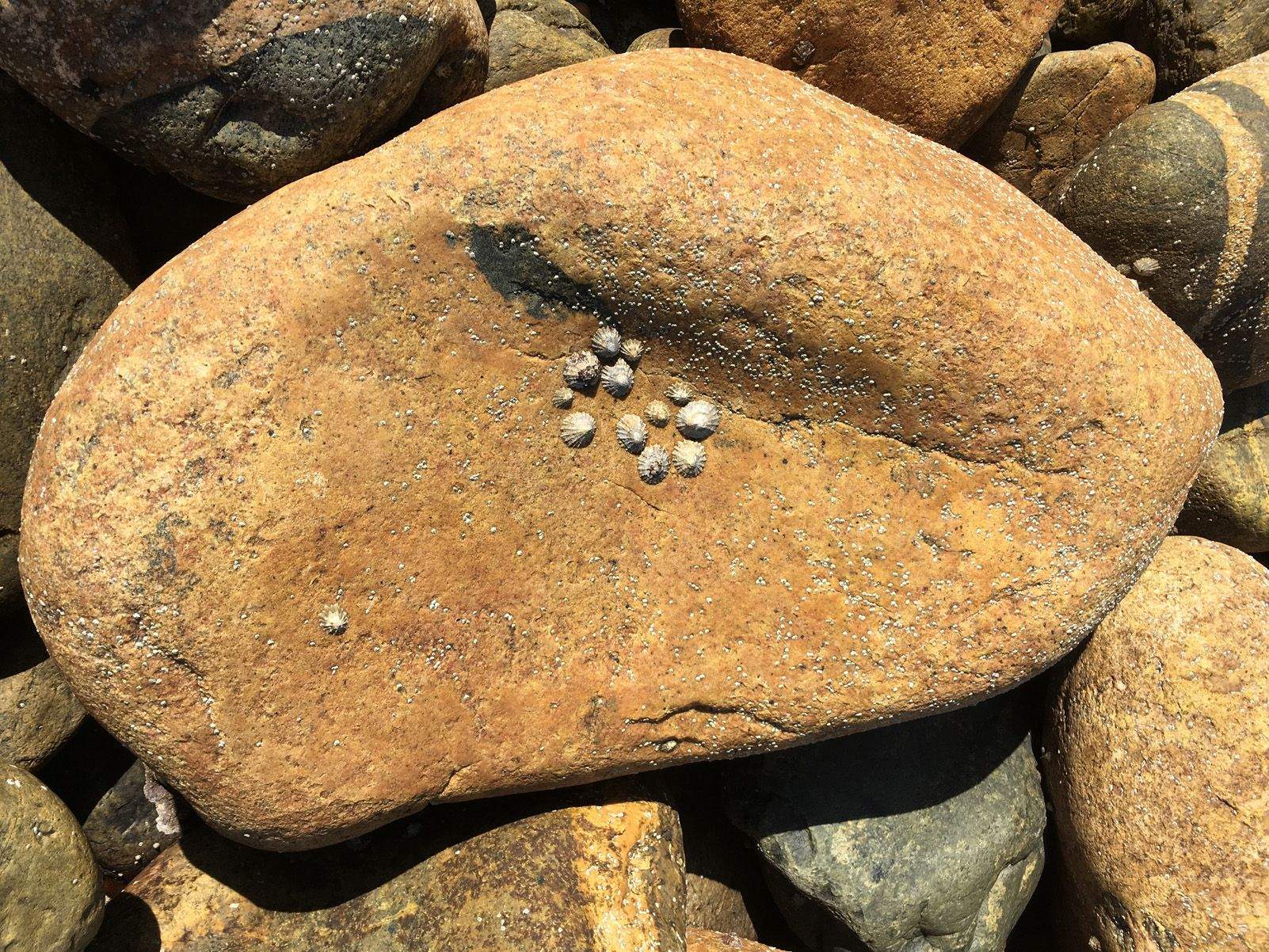 Mònica Puig Prat "Família de lapes"