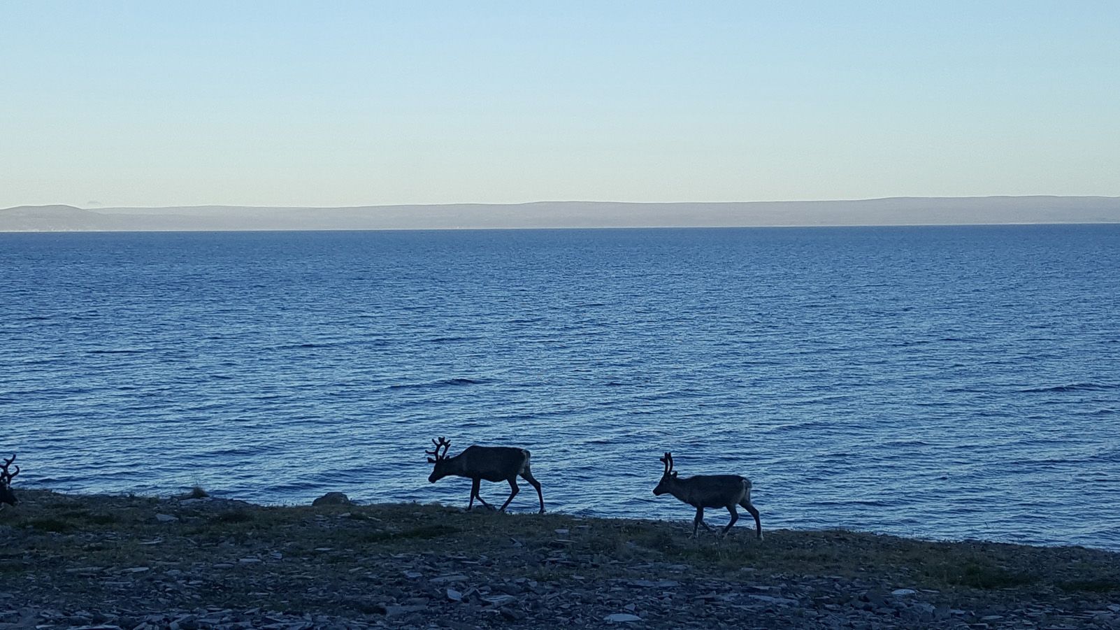 Montse Sala i Martínez "Rens en el seu hábitat"