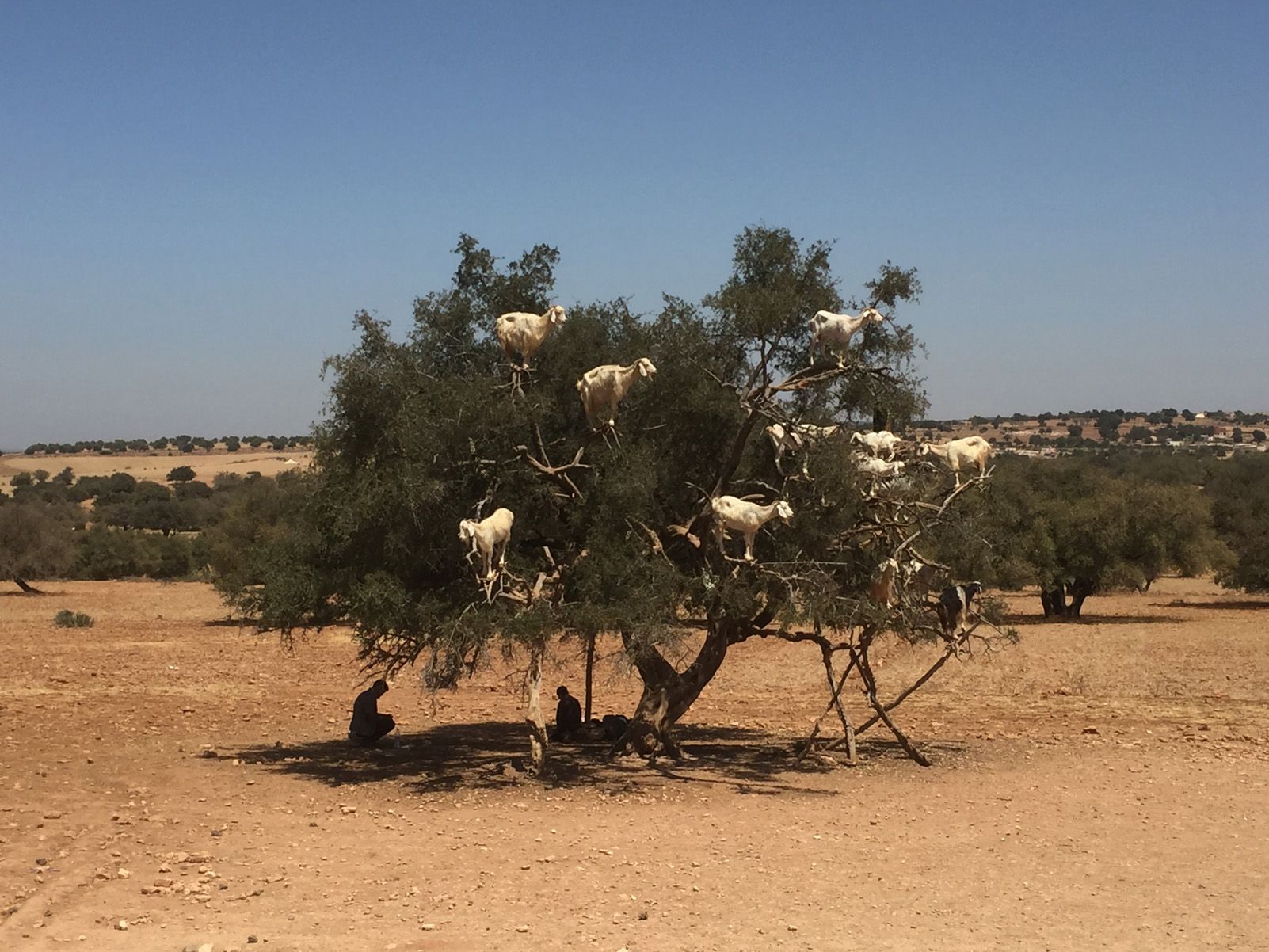 Montserrat Pujol Torredeflot "L'arbre cabrajat"