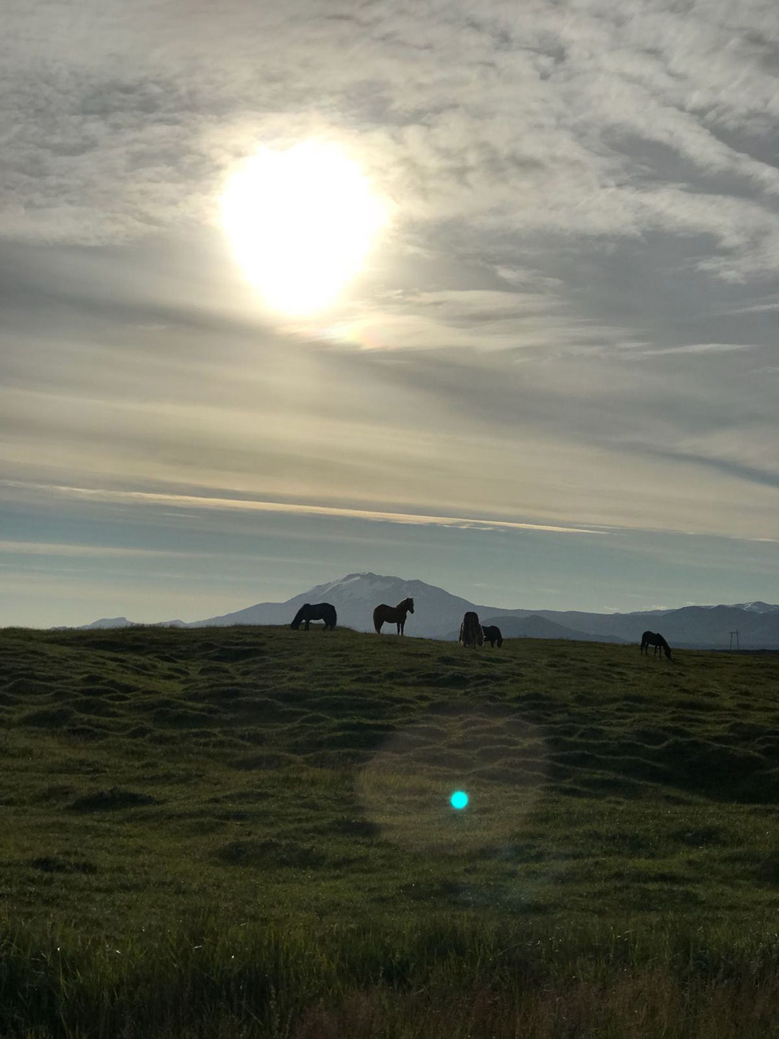 OSCAR MATEOS VILADOT "cavalls salvatges"