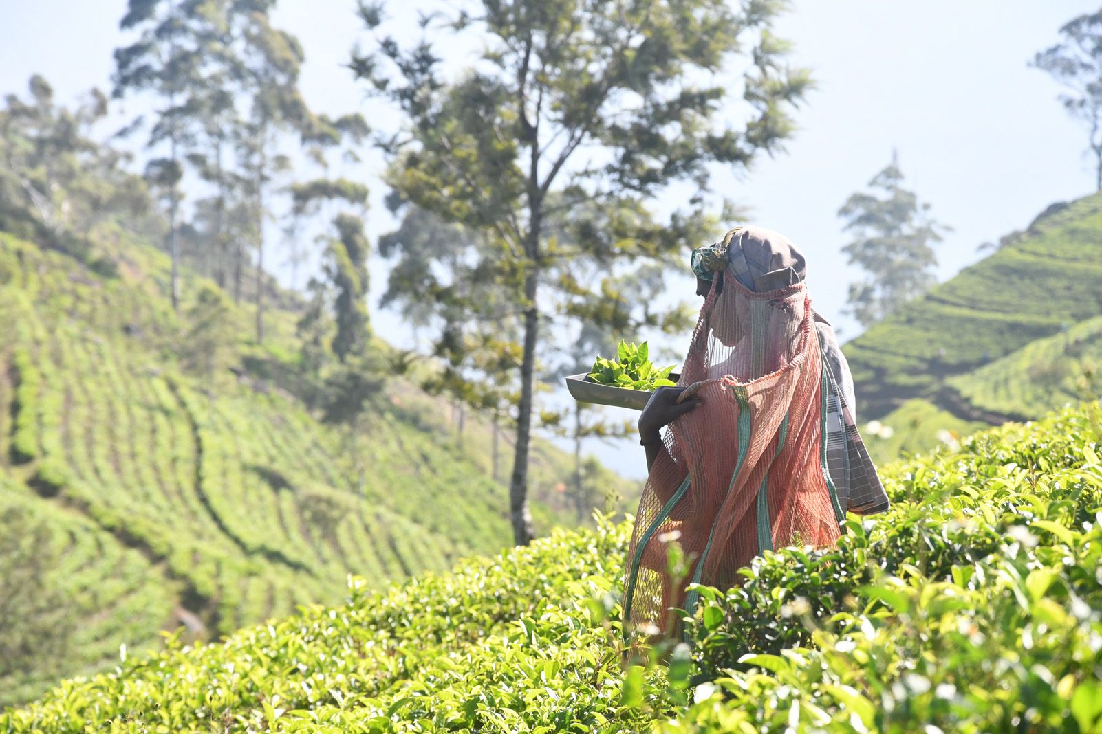 Pau Sanchez Lopez "Recol·lectora de te"