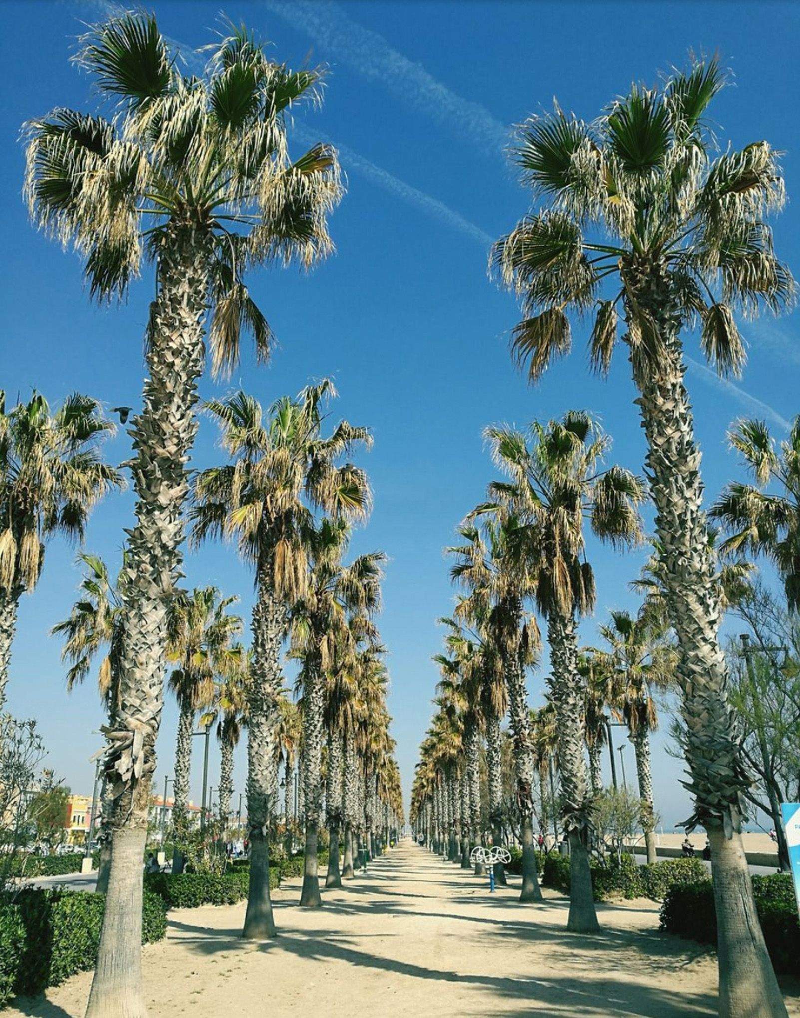 Paul Tandalla "Camino"