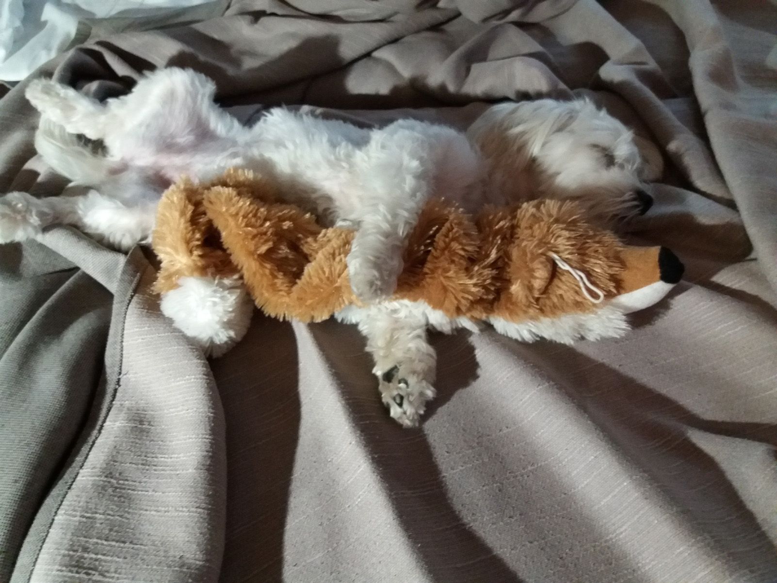 Roser Llavaneras Bello "La Sally ha trobat un amic"