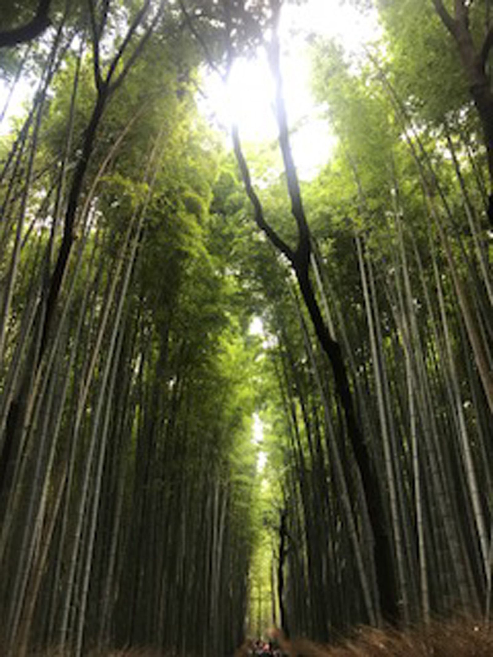 sandra iruela jimenez "Bamboo"