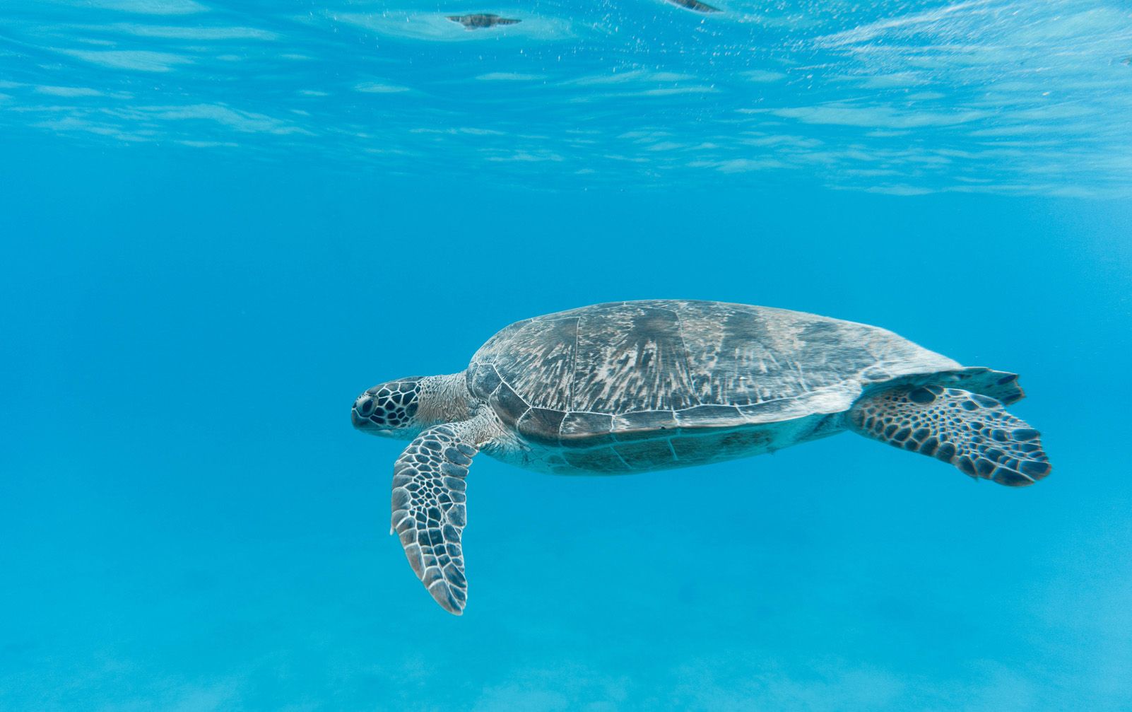 Santi Avila Anguera "Tortuga creuant aigües cristalines"