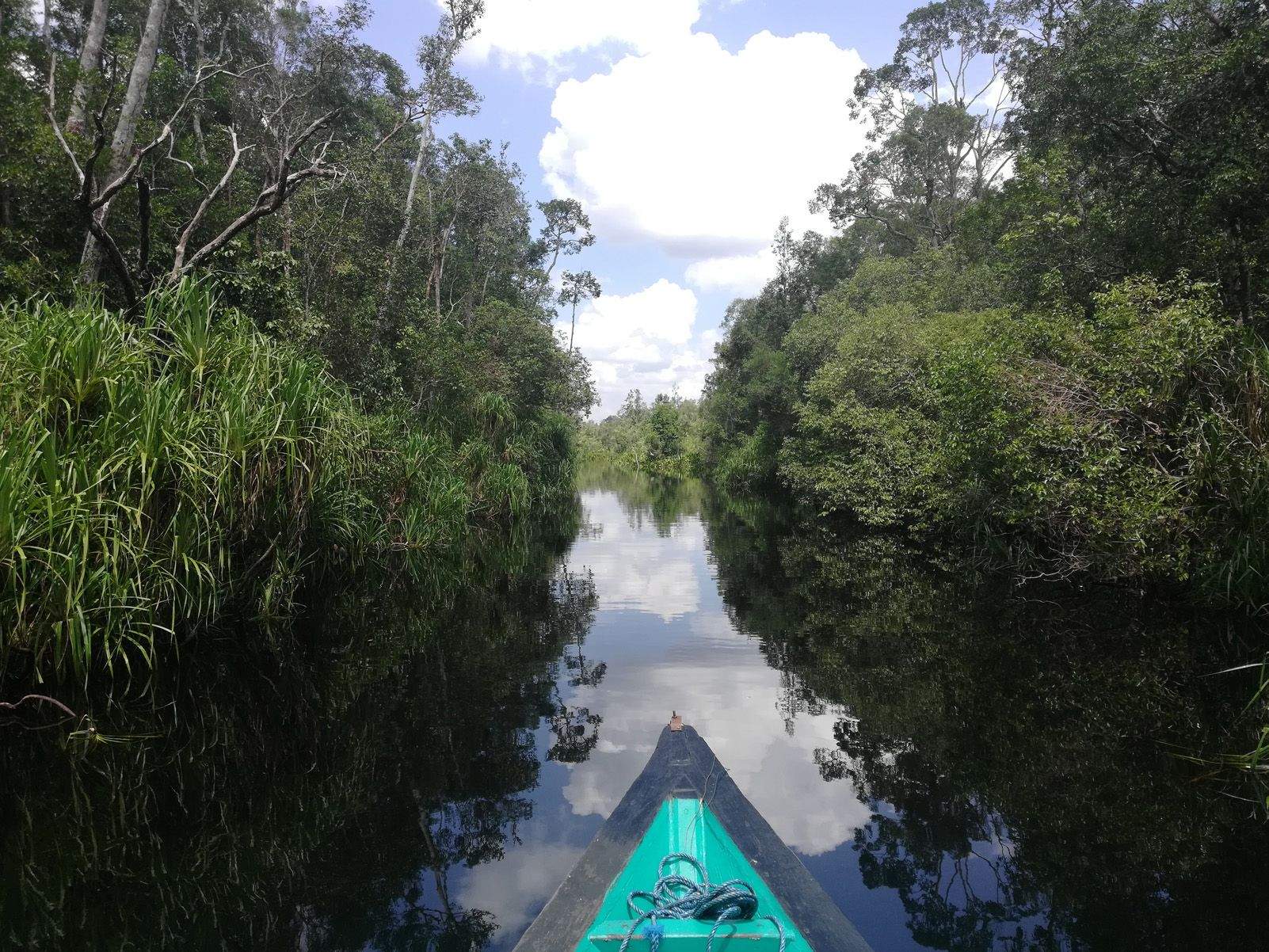 Sònia Carol Corbera "Reflex màgic a la jungla de Borneo"
