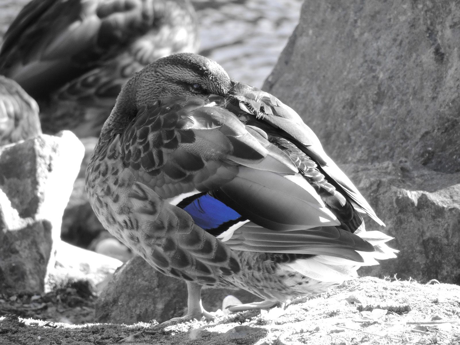 Sonia de Castro Mora "Ànec amb vergonya"