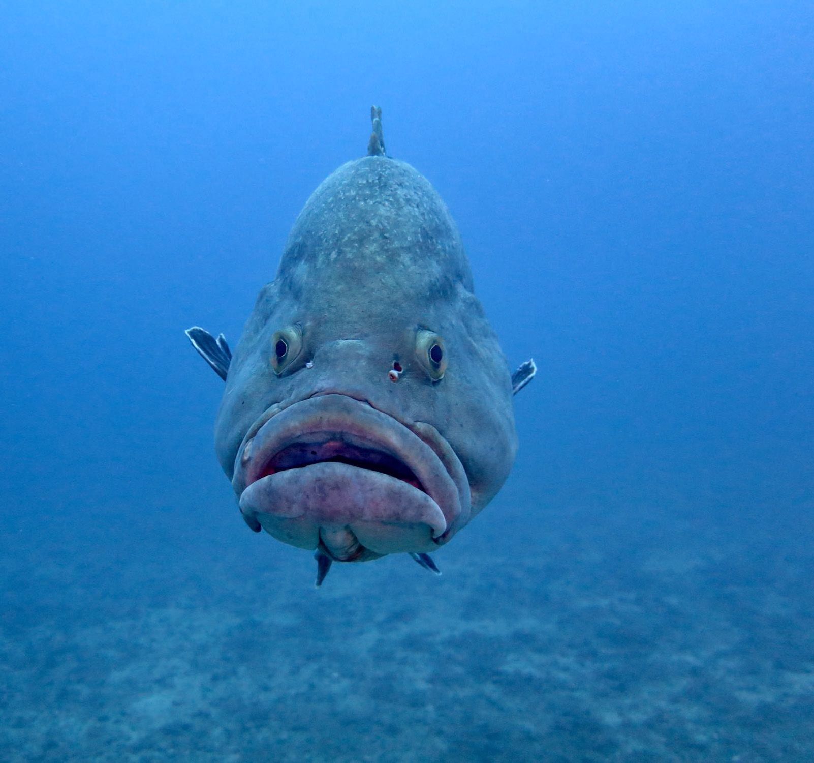 Sonia Masana Ojeda "Desafío"