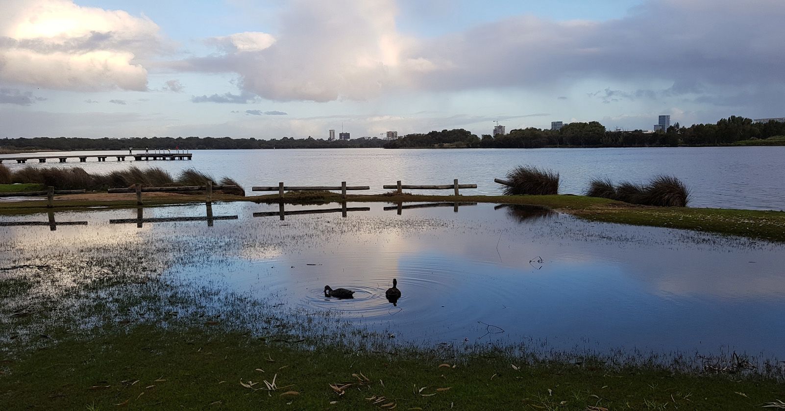 Susana Maulini Yrayzoz "Swan River"