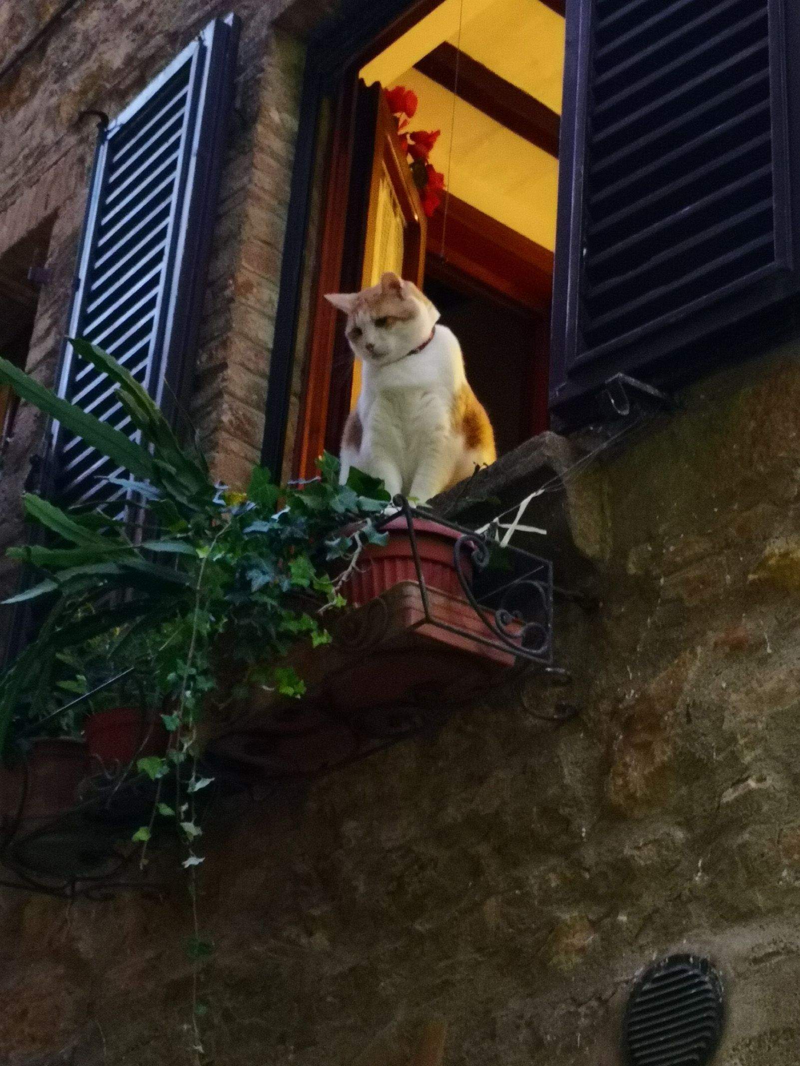Teresa Mellado Escamilla "Gato en la ventana"