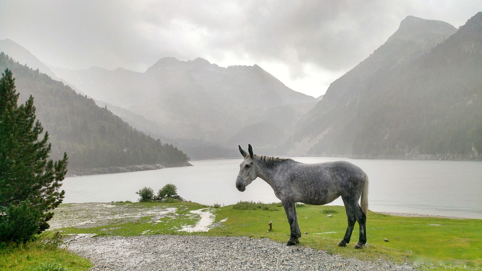 Xavier Calvet Bas "Conte de fades, sota la pluja"