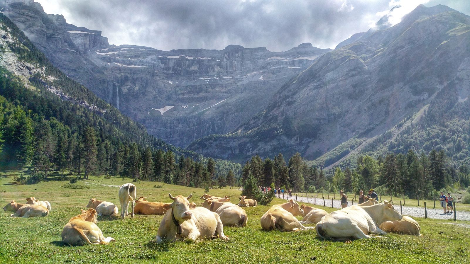 Xavier Calvet Bas "Les vaques són llestes"