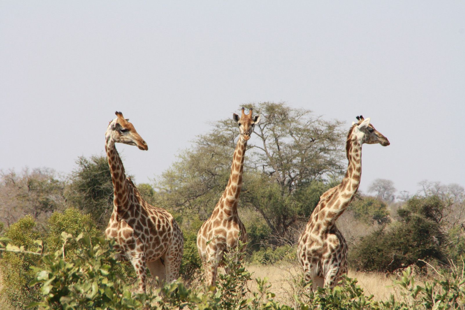 Xavier Rodriguez Casabella "A qui busquets?"