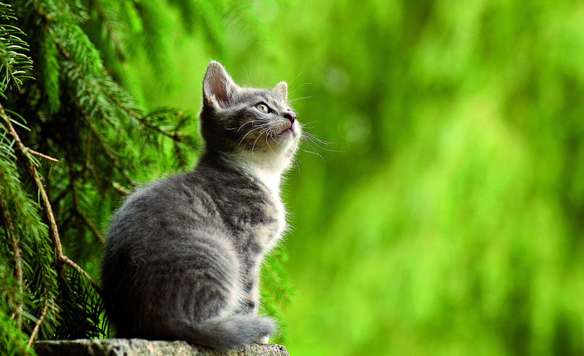 Canvia el nas del gat?. FOTO: Cedida 